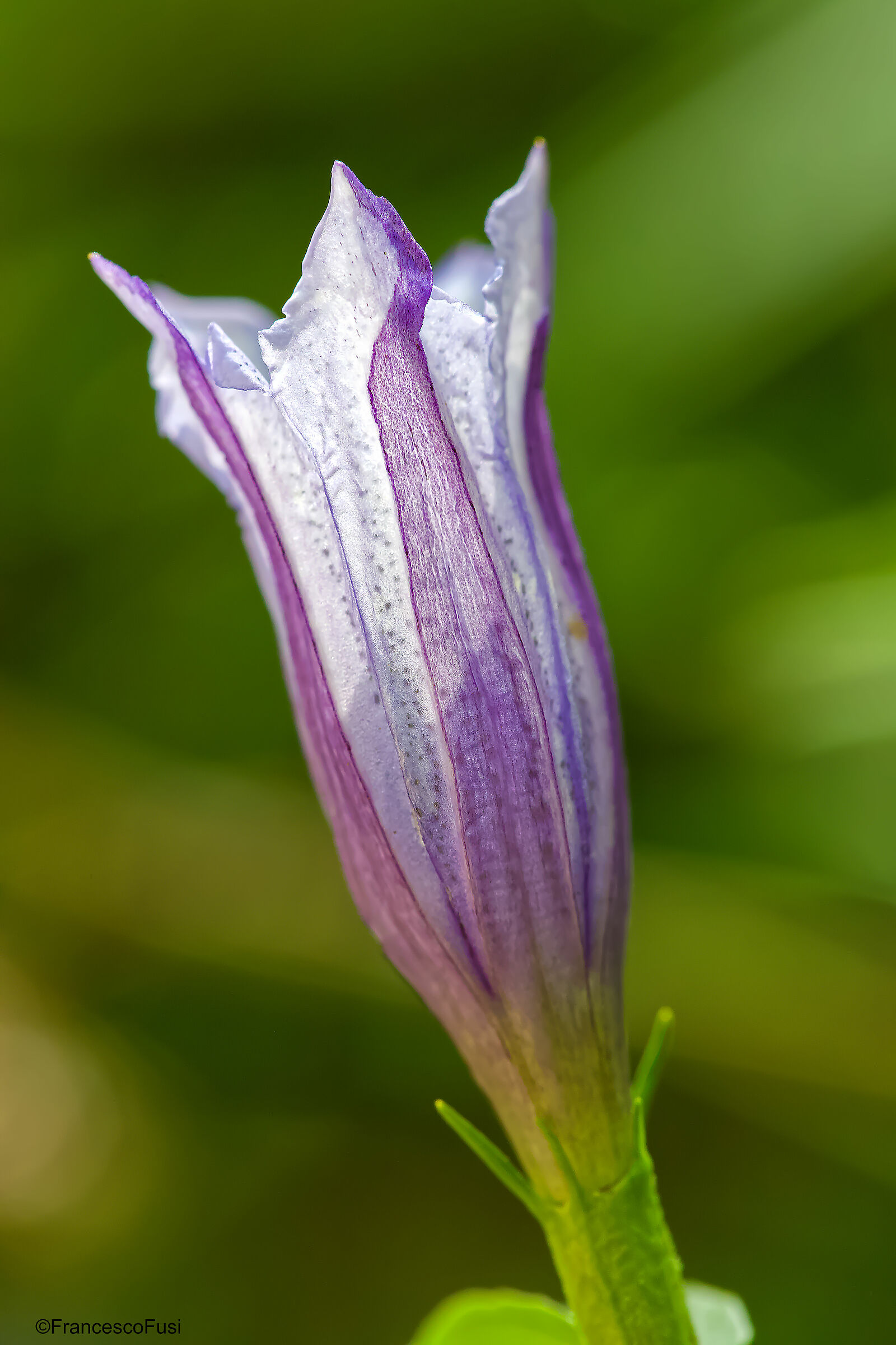 Genziana: backlight.
