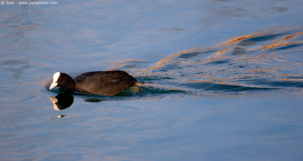 Fulica atra (Coot), 004538