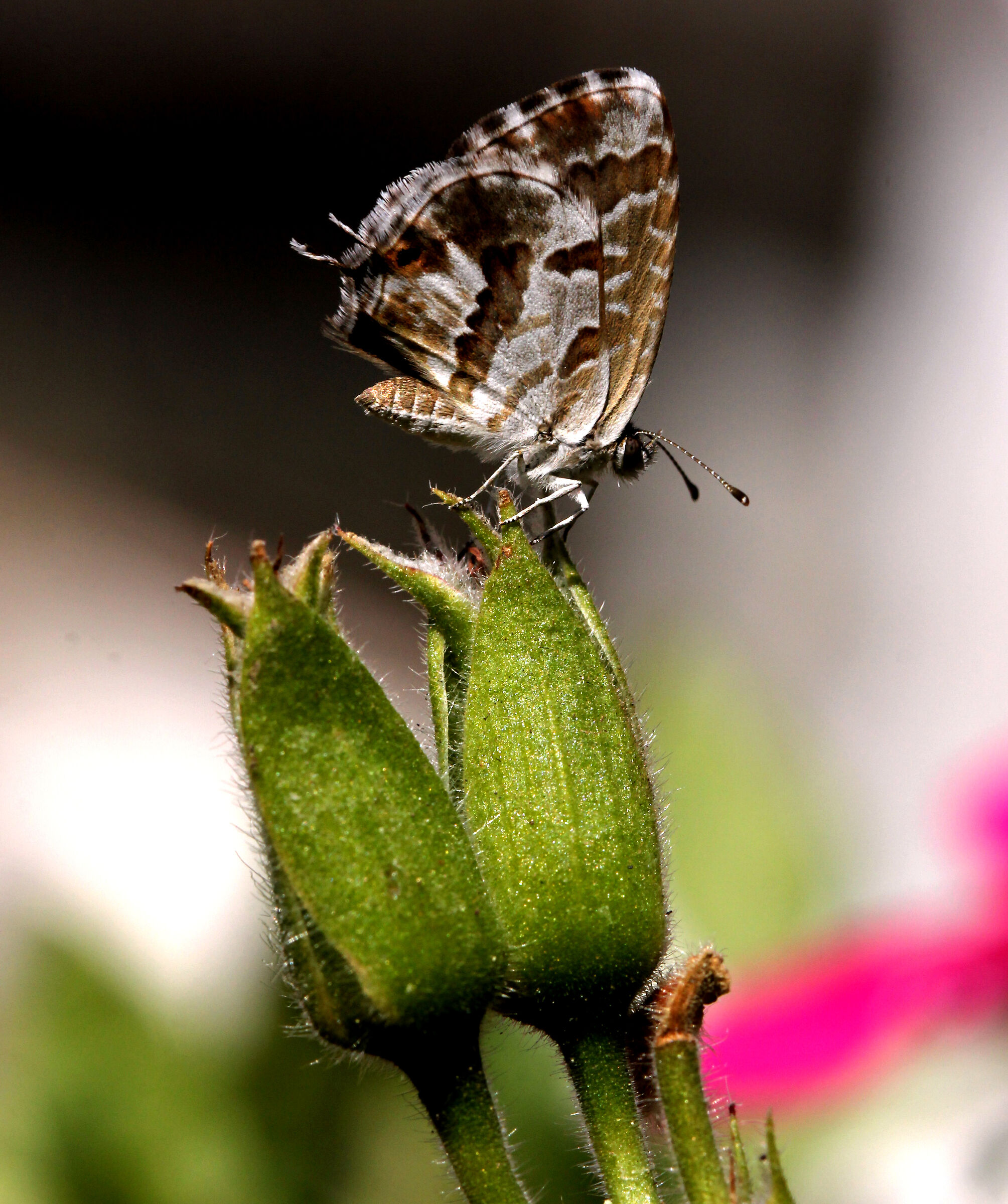 Farfallina dei Gerani.