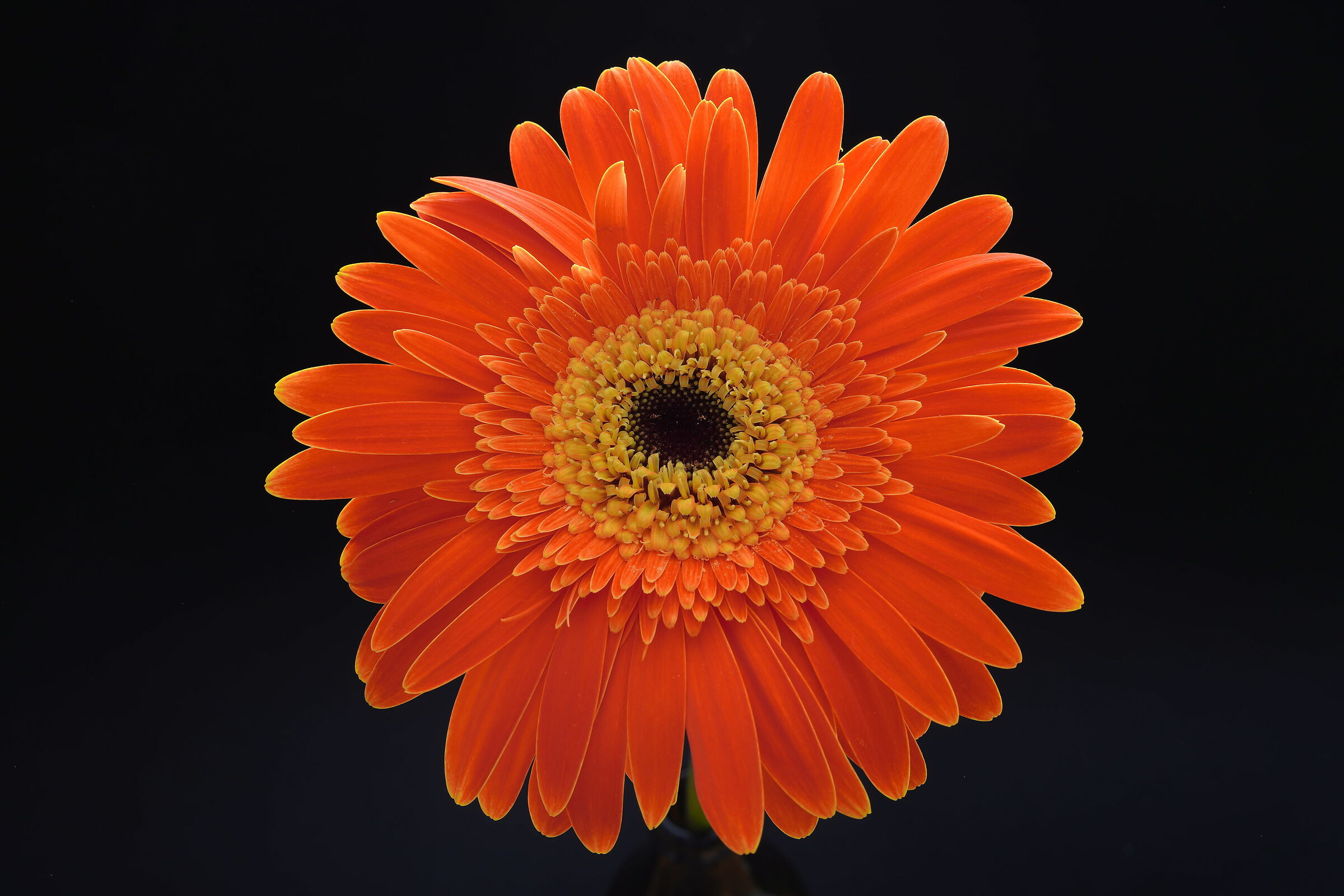 Gerbera