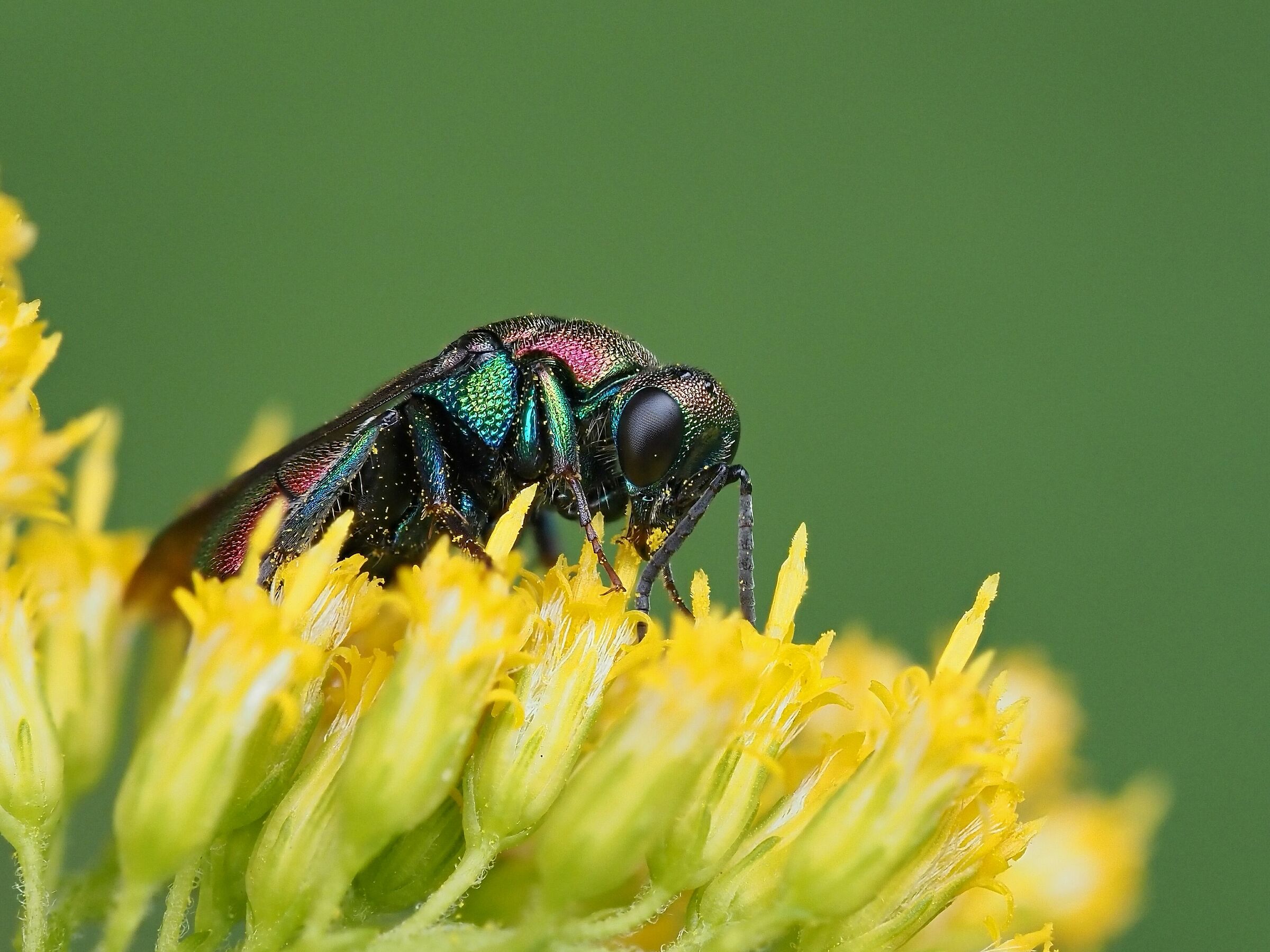 goldwasp