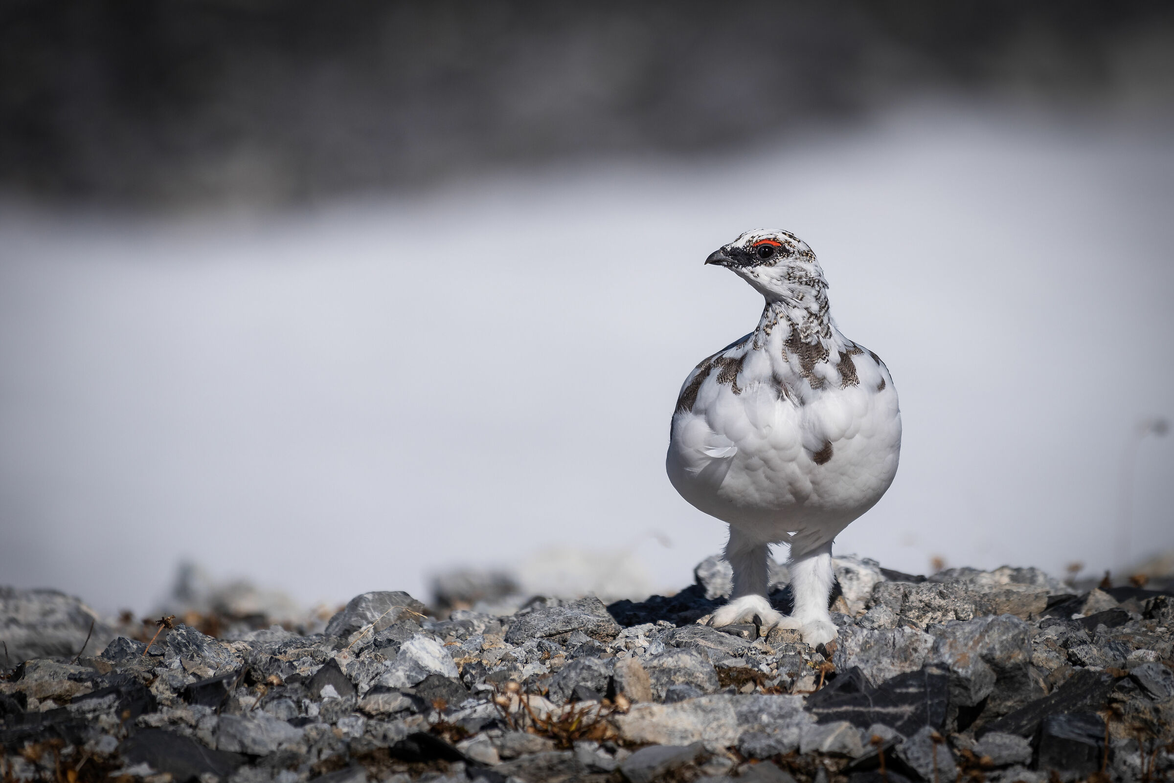 White partridge