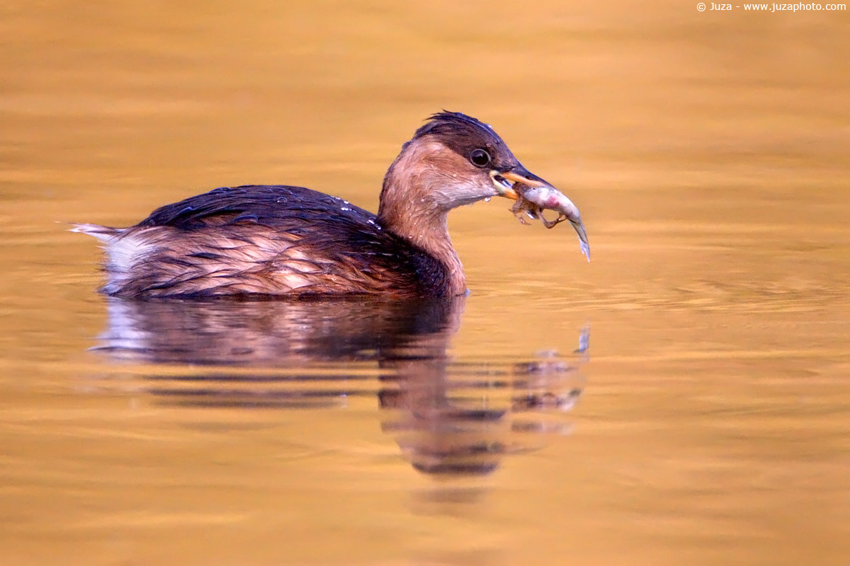 Tachybaptus ruficollis (Tuffetto), 003682