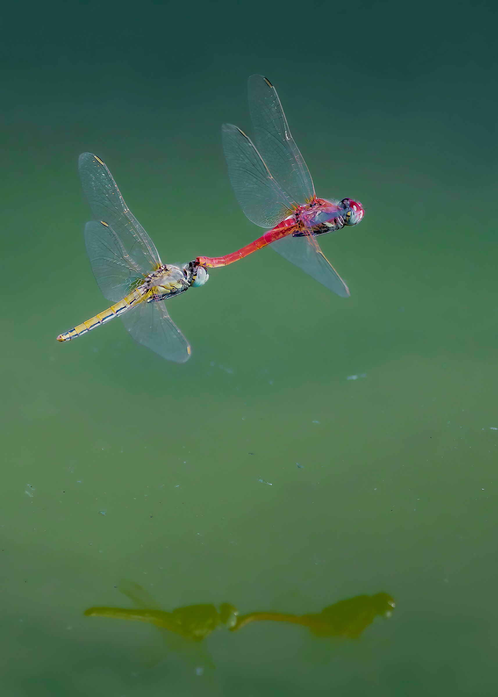 Dragonflies - Synchronized Courtship