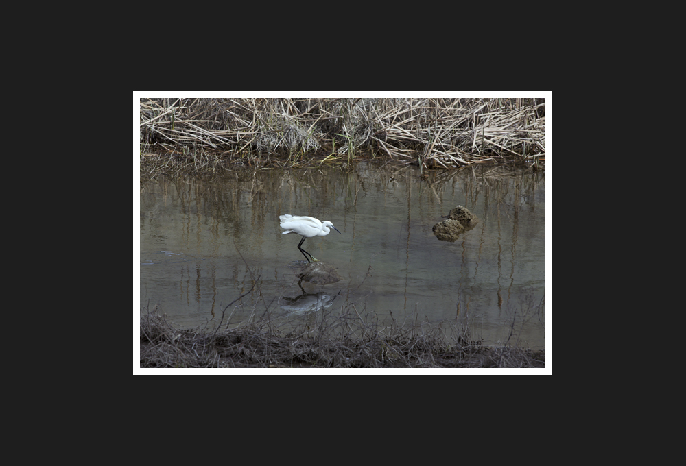 Egrets, 2016