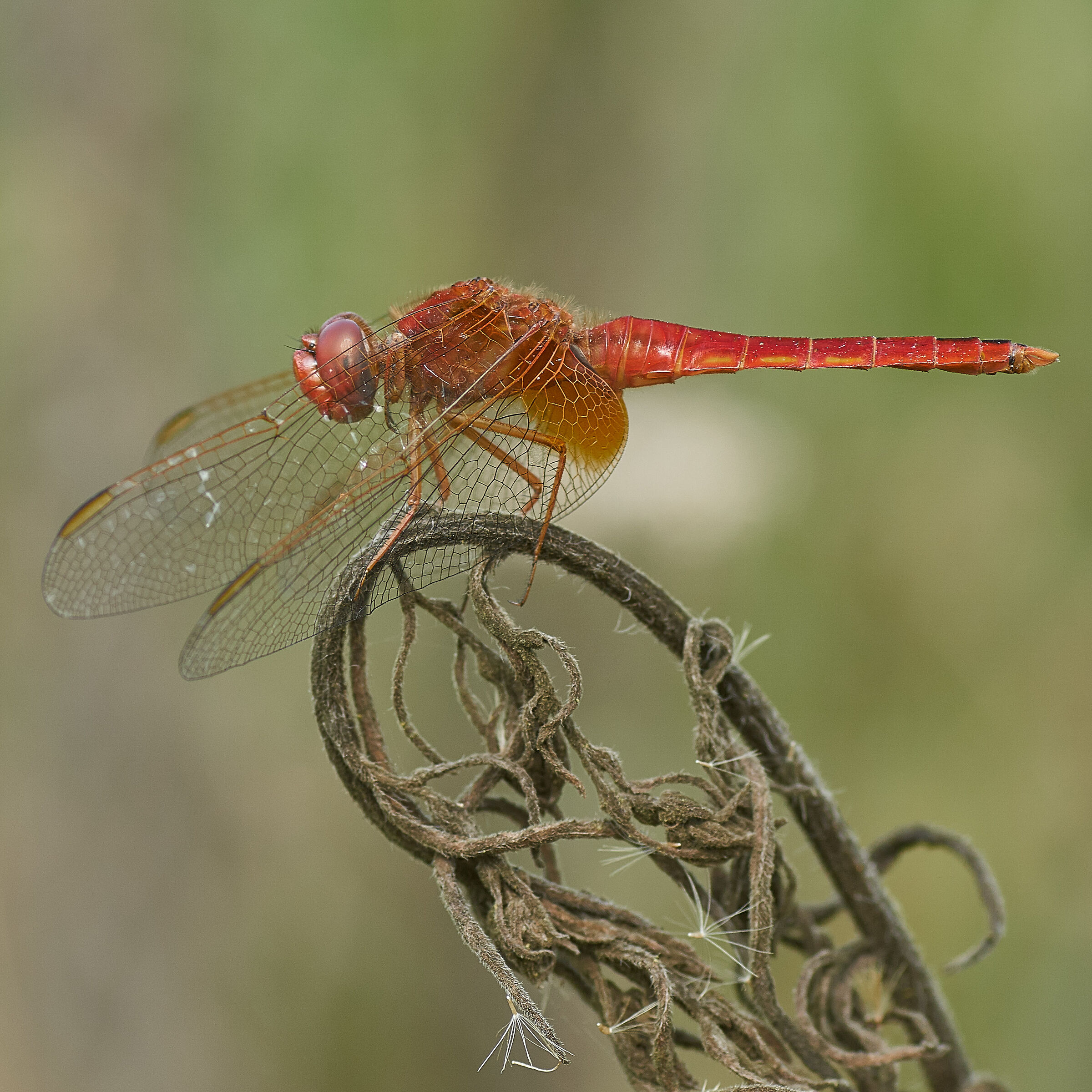 Male crocothemis erythraea