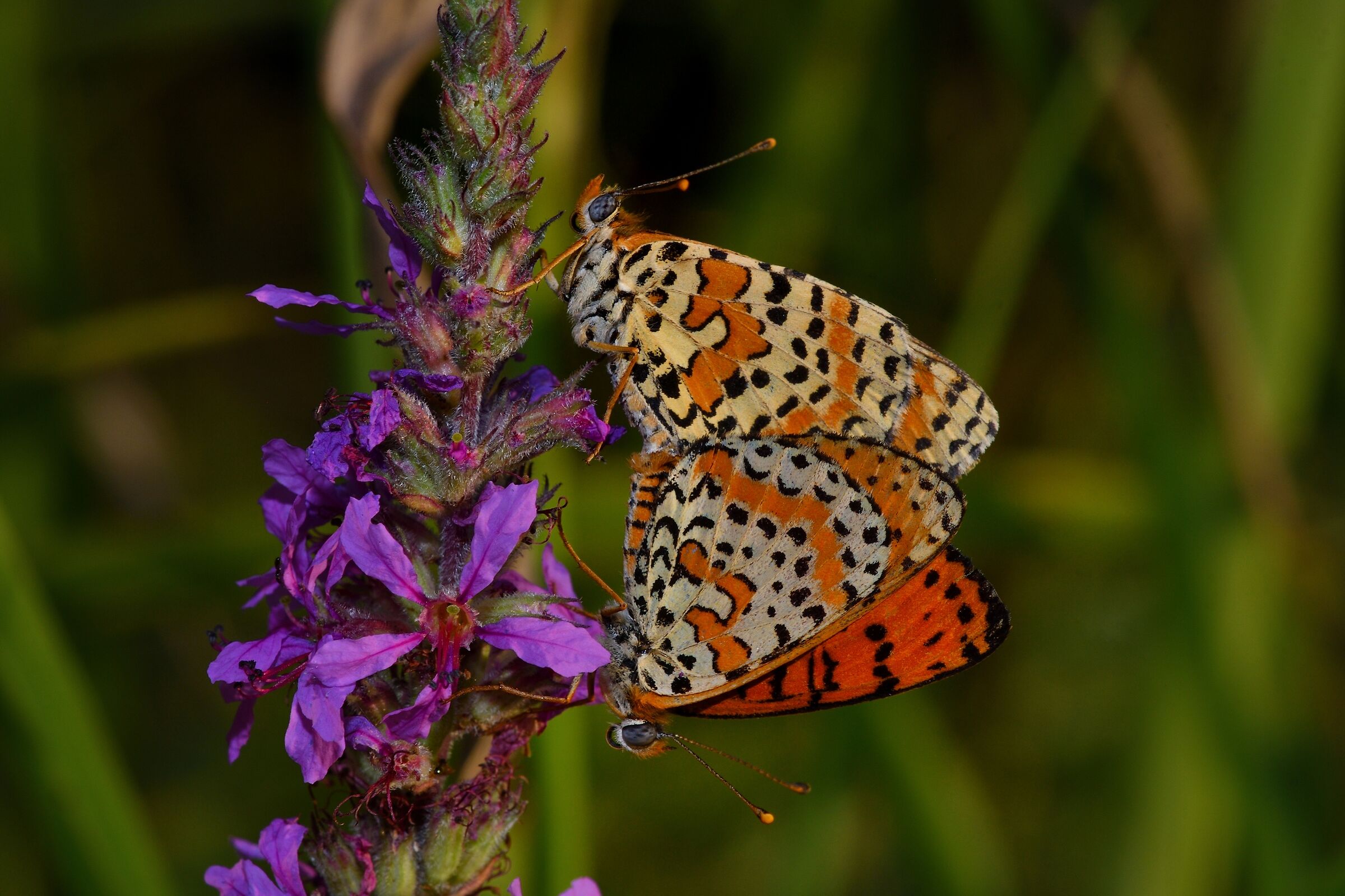 melitaea in love....