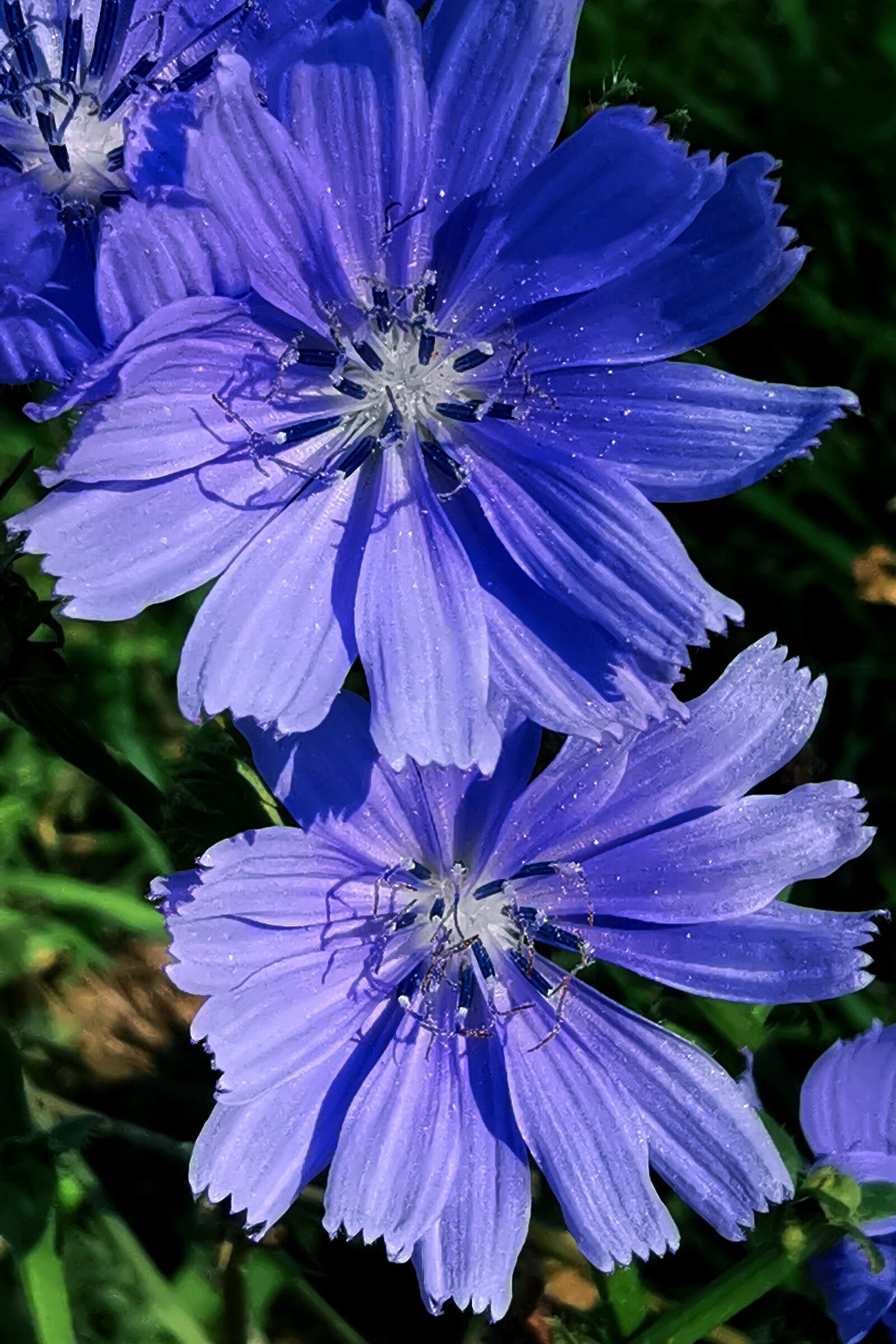cichorium intybus