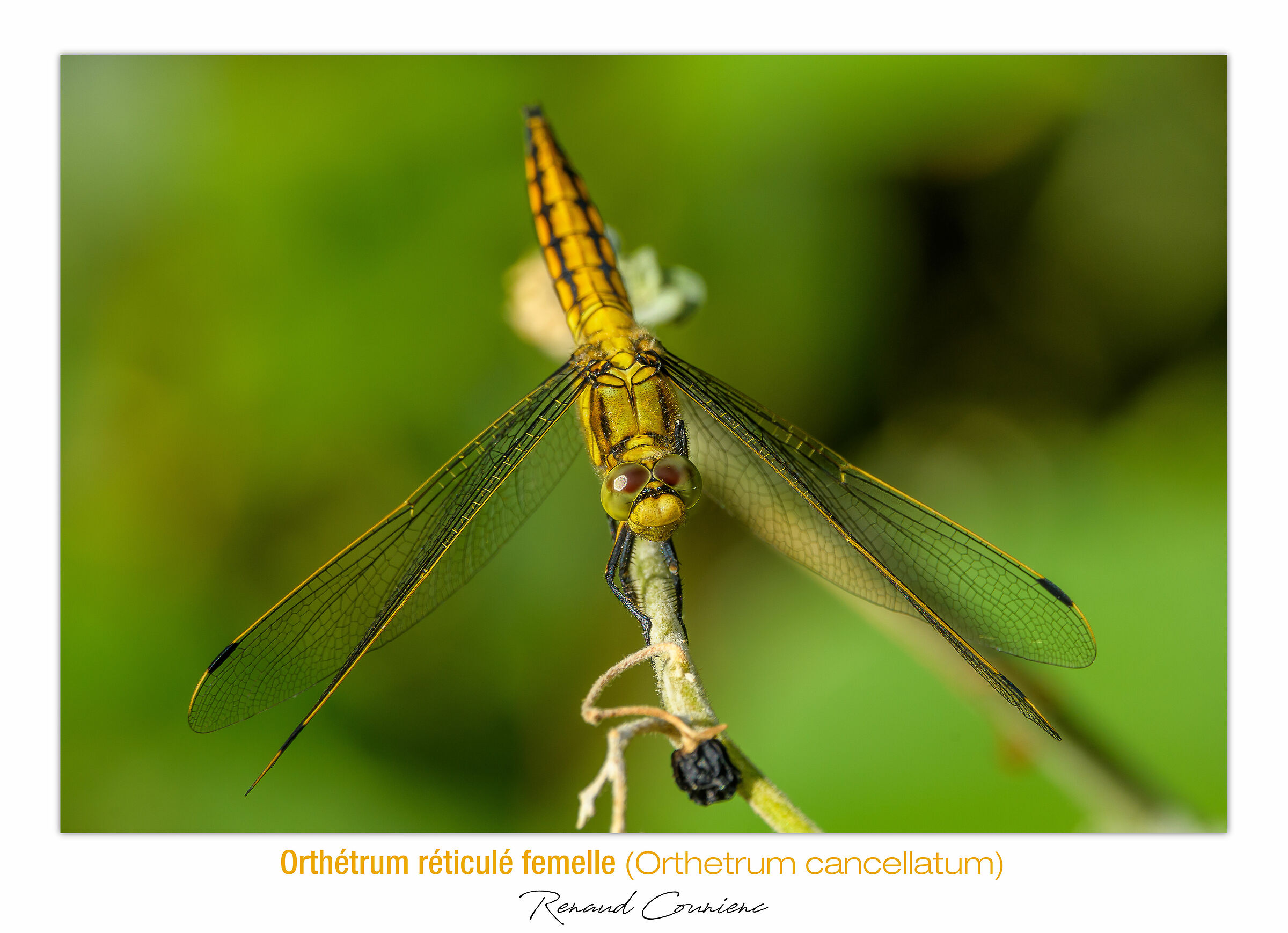 Orthetrum cancellatum (femmina)
