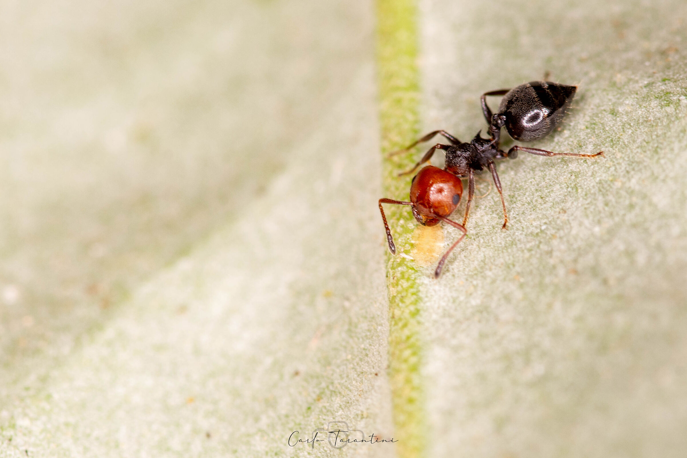 Una piccola formica solitaria