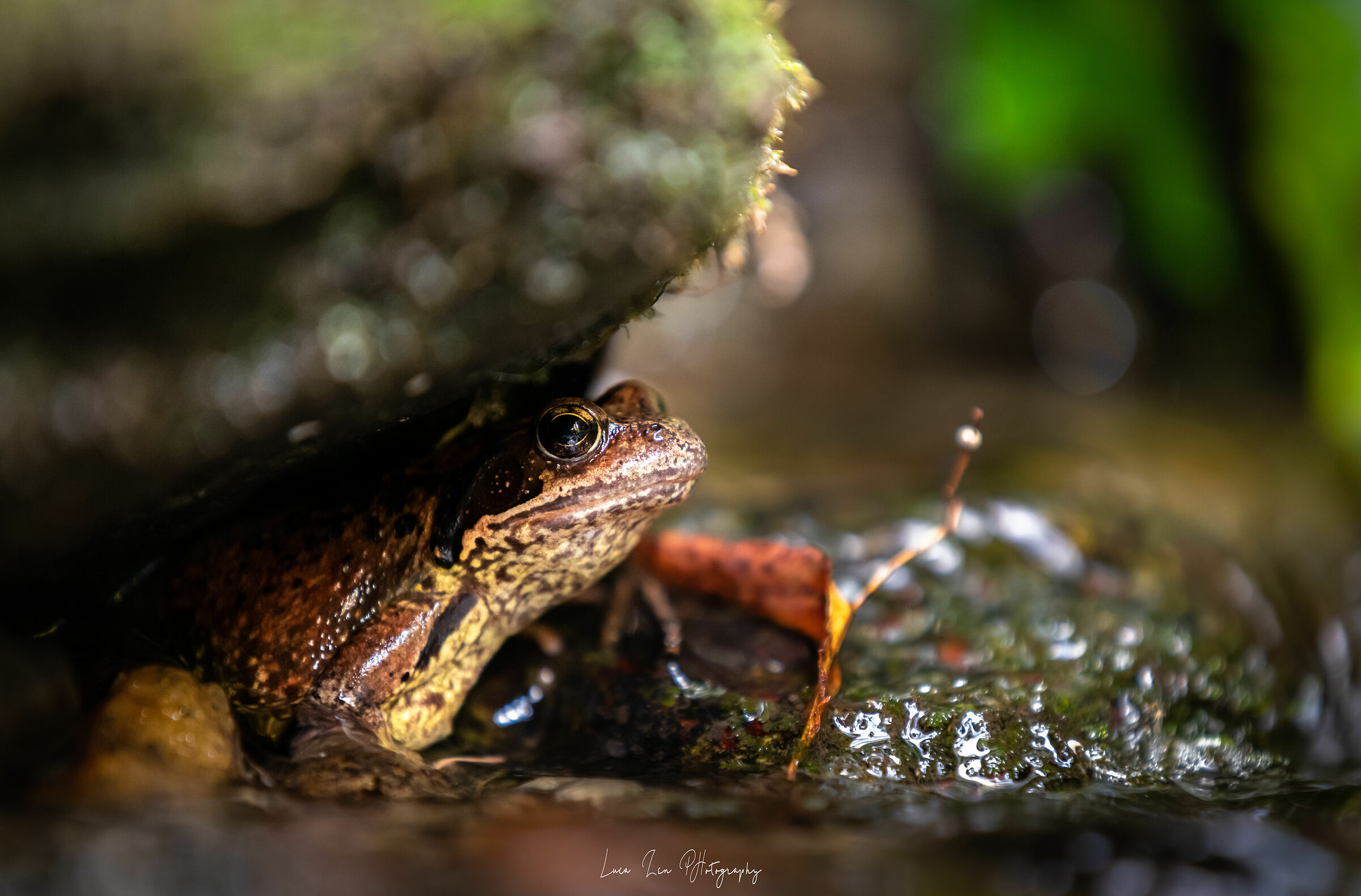 Rana Temporaria pt. 1