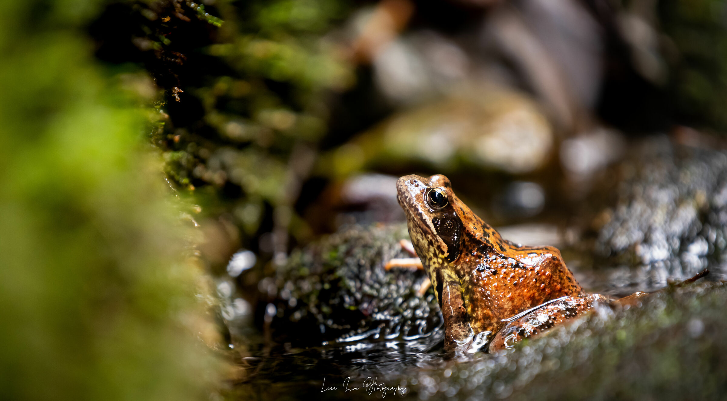 Rana Temporaria pt.2 "salto o non salto?"