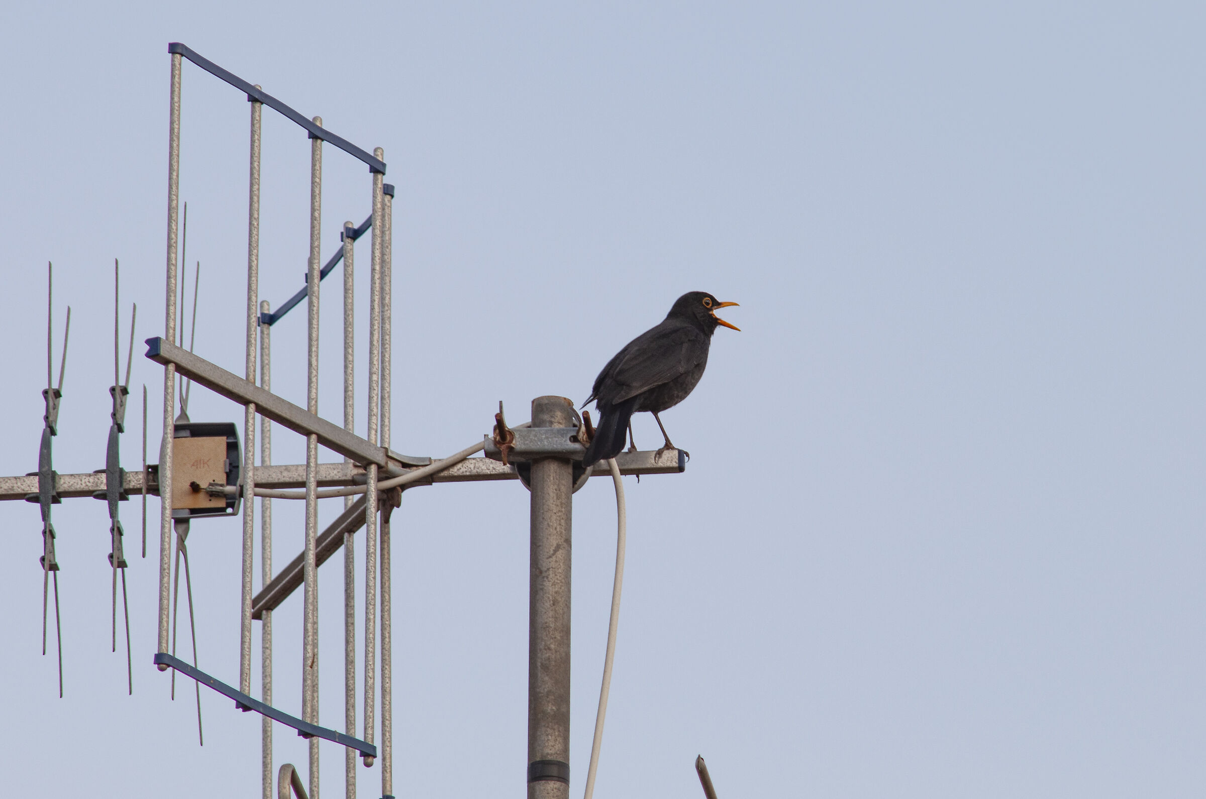 Disturbance in the antenna