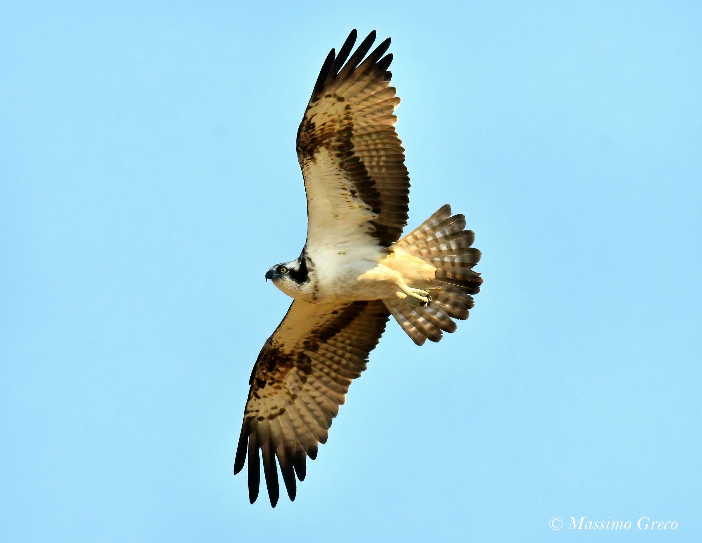 Osprey