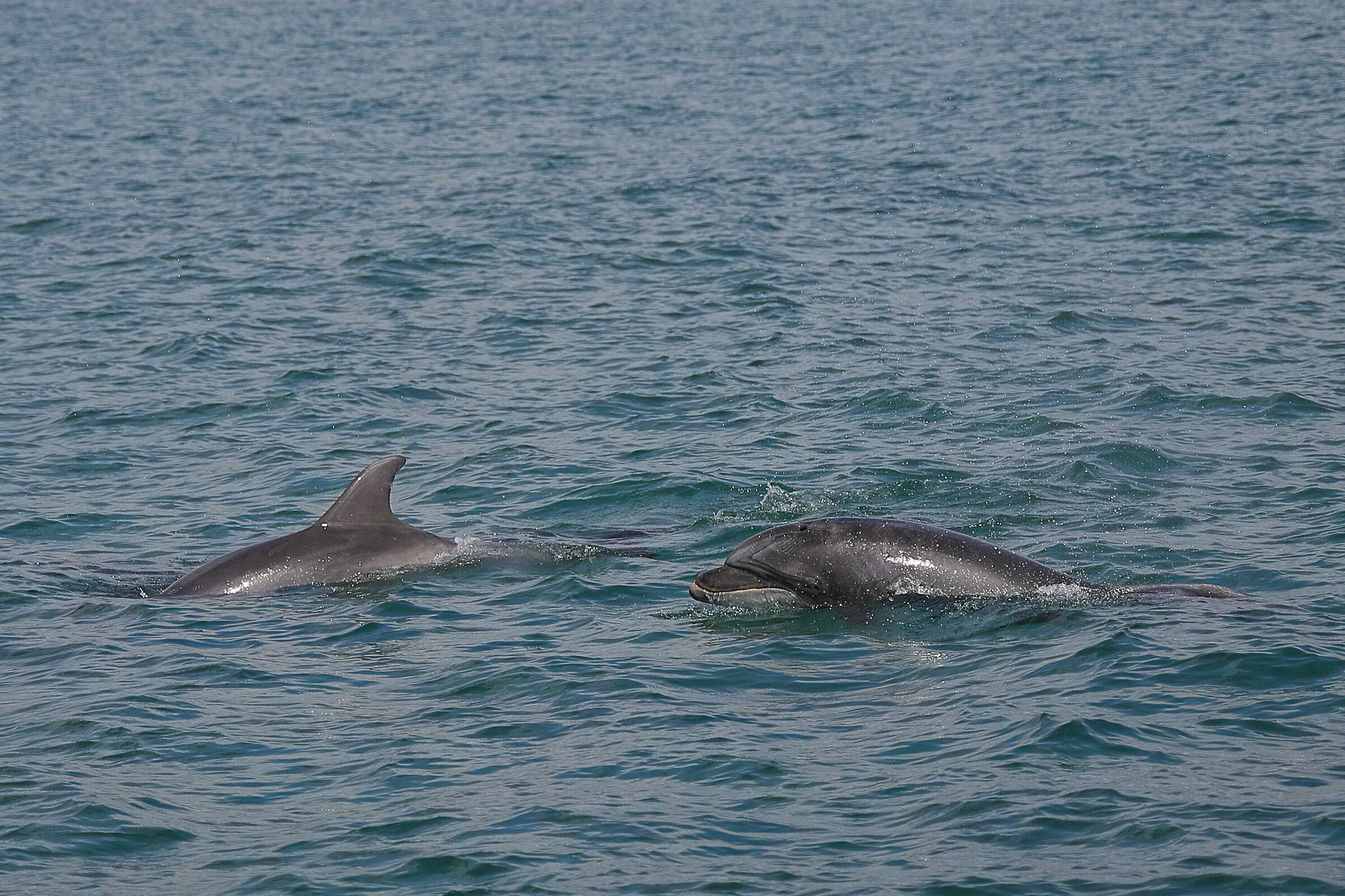 Delfini portoghesi