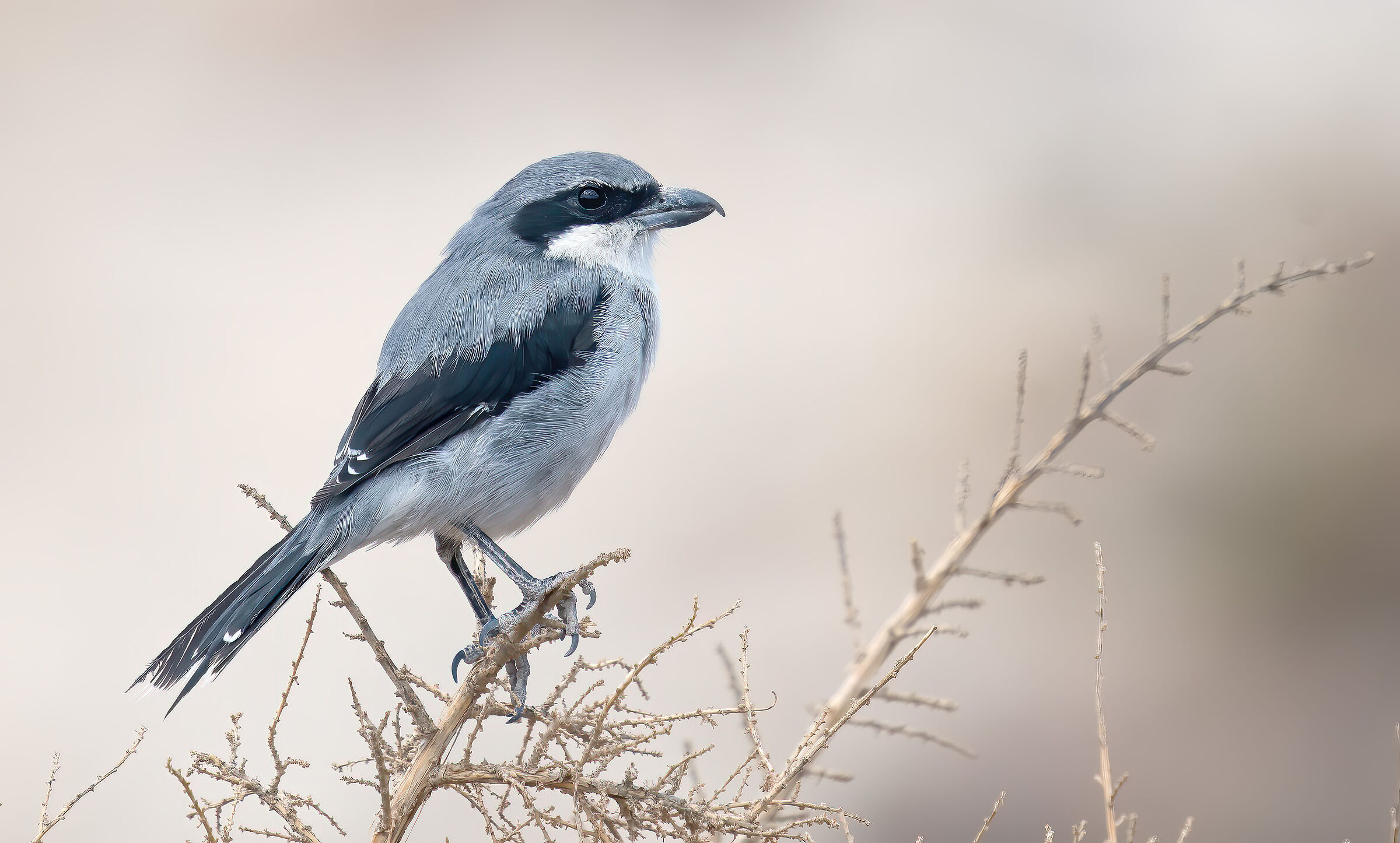 Having Major (Lanius excubitor) Koenigi (Canary)