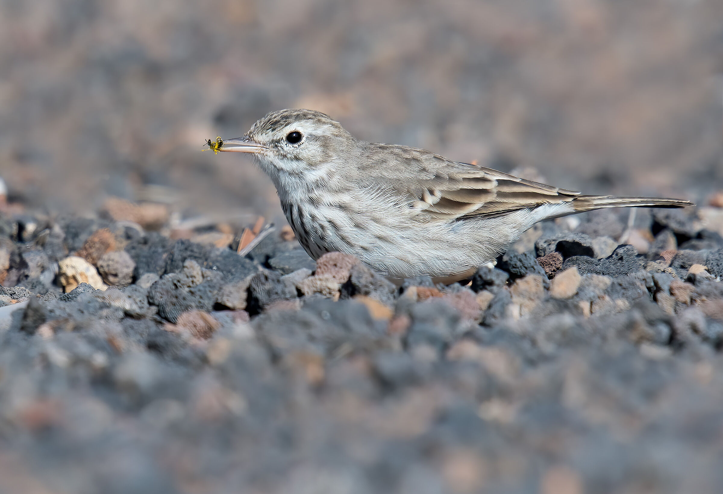 Berthelot's Pispola (Nthus berthelotii)