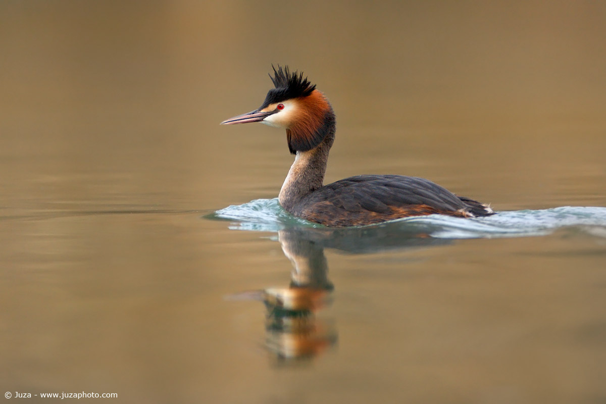 Podiceps cristatus (Svasso), 004895