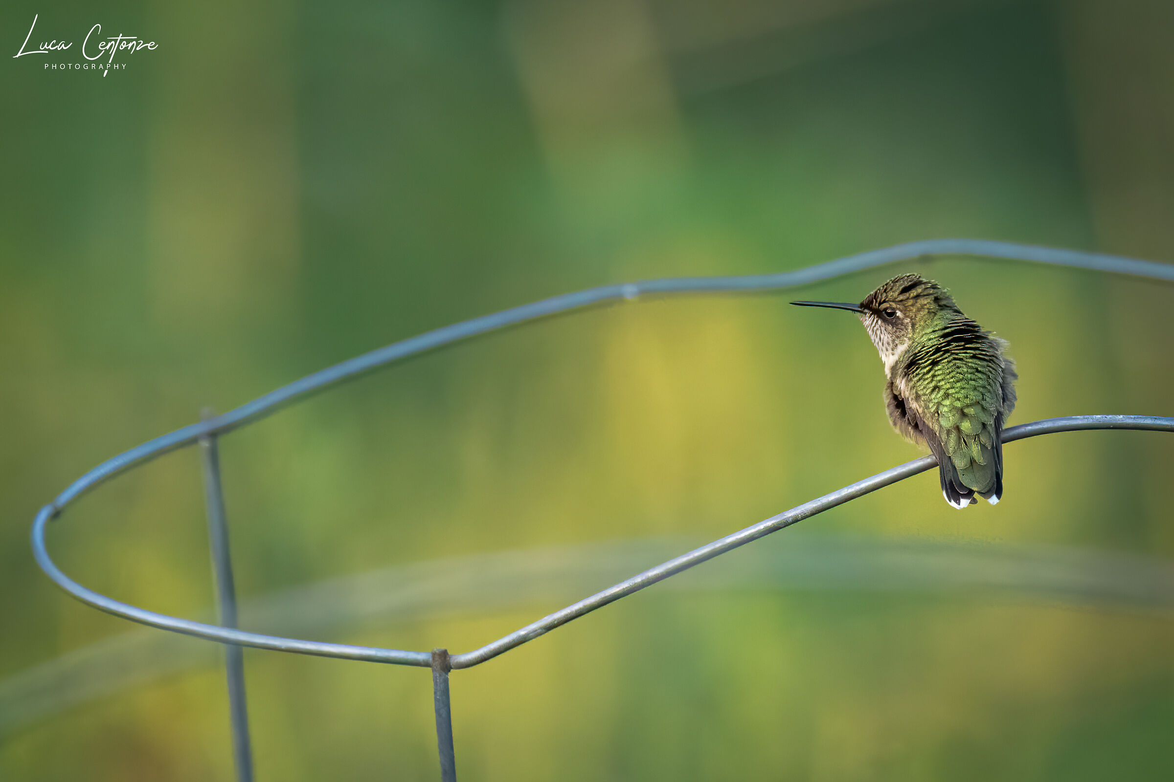 Just a thread of rest .......