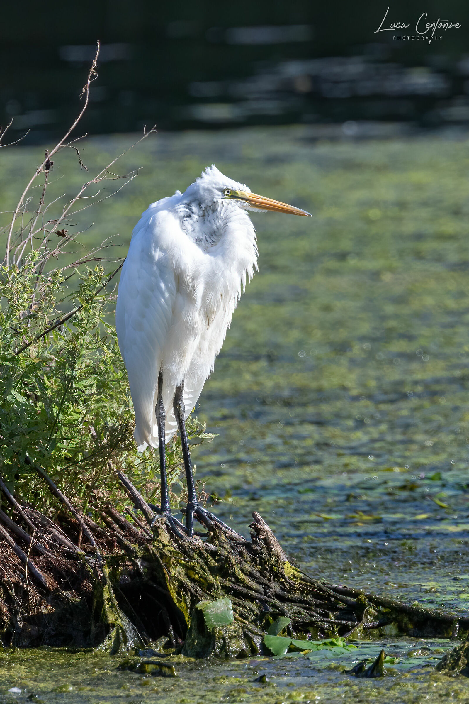 Airone Bianco maggiore/Great Egret (Ardea alba)