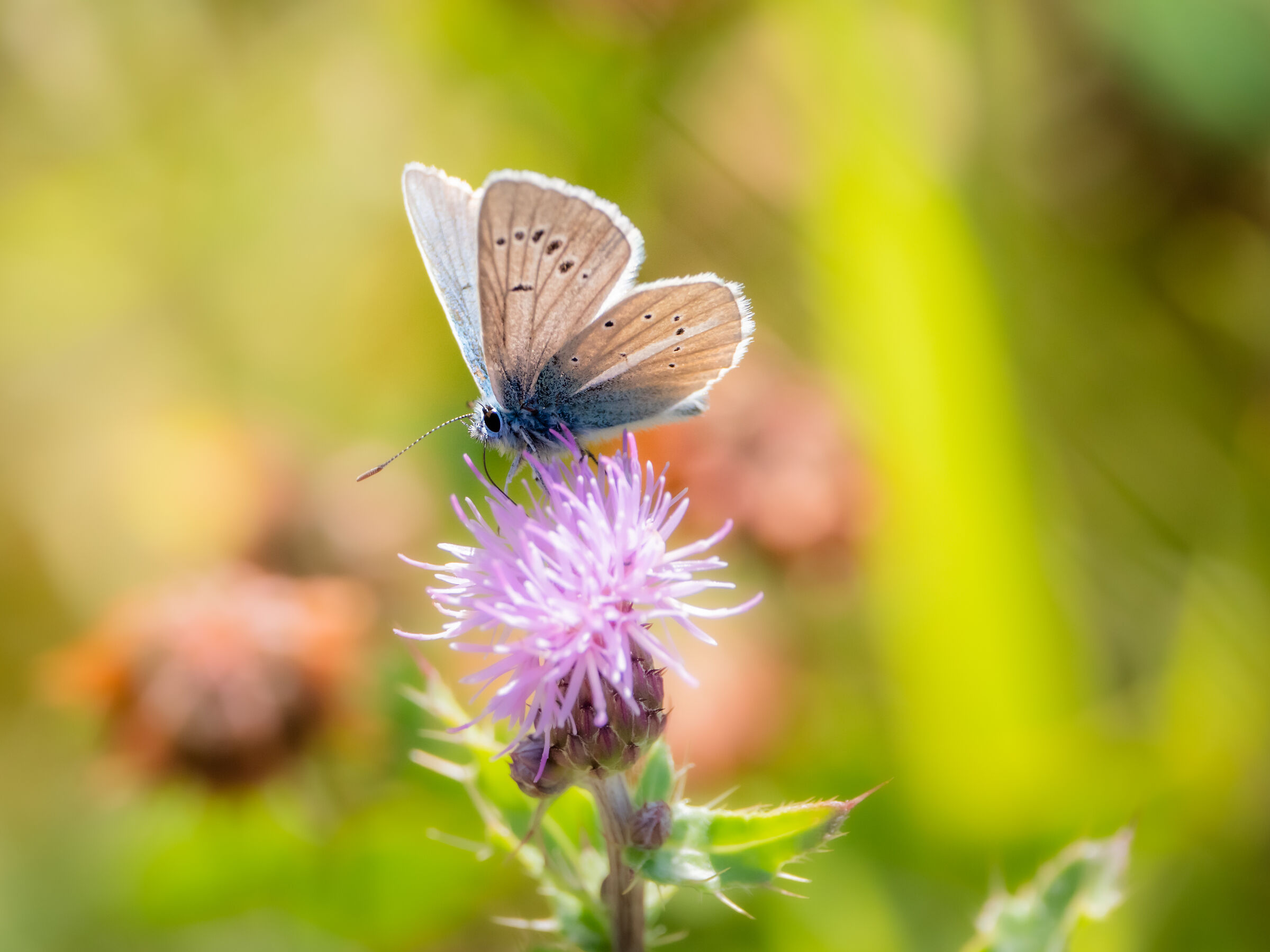 A butterfly