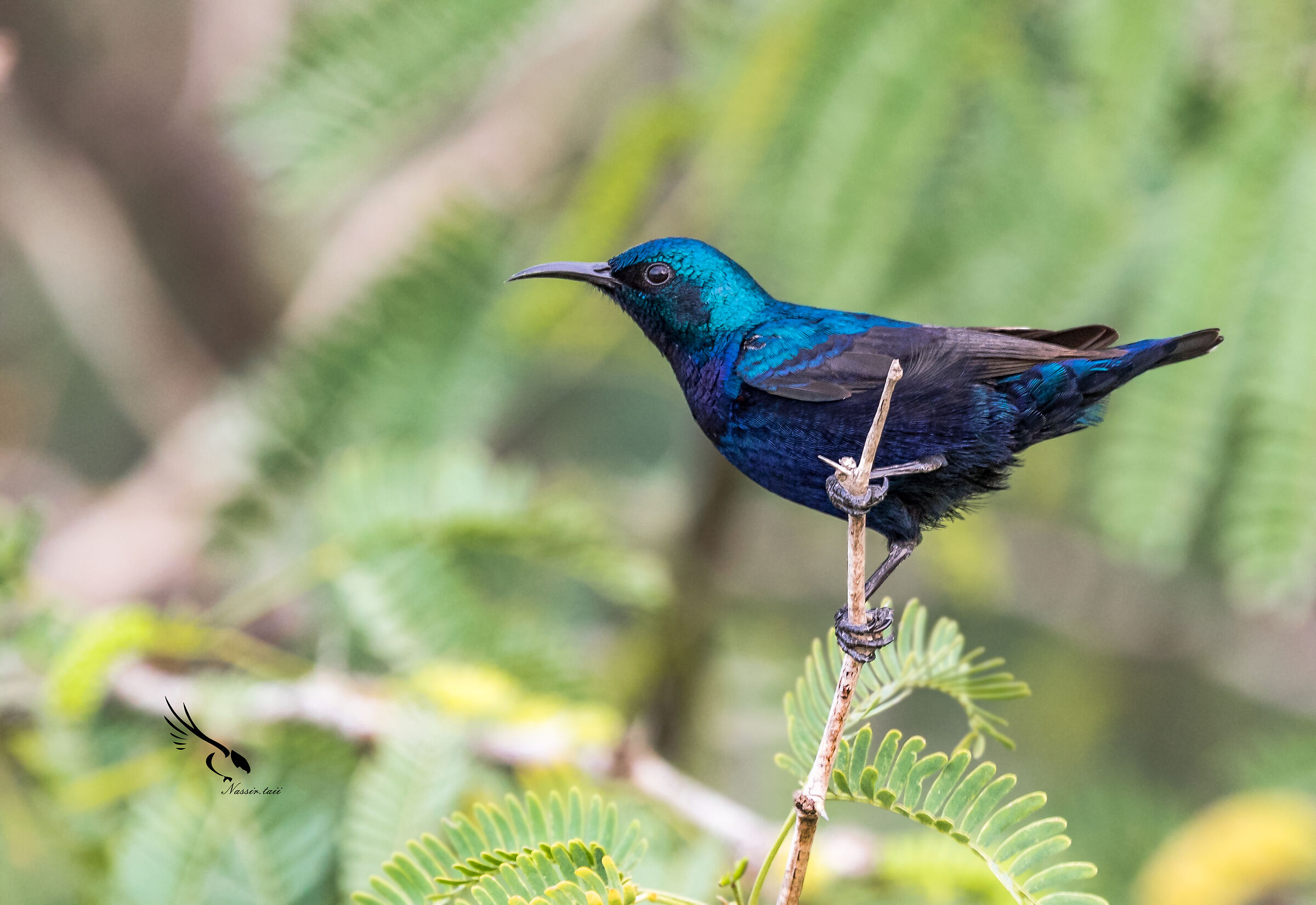 purplesunbird