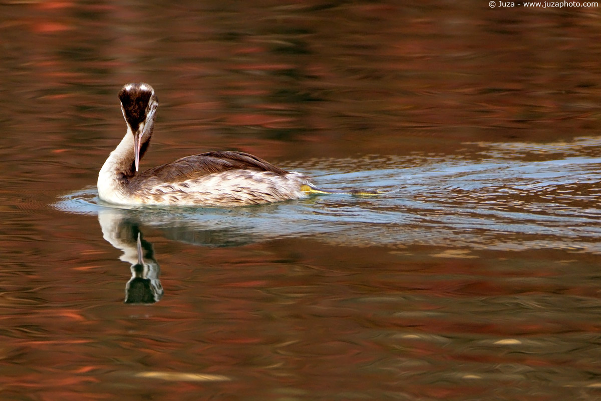Podiceps cristatus (Svasso), 004425