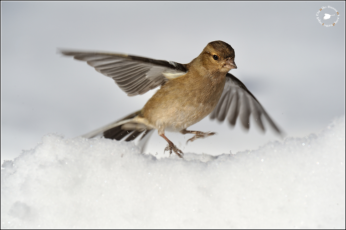 Help I 'thought I saw a cat ...