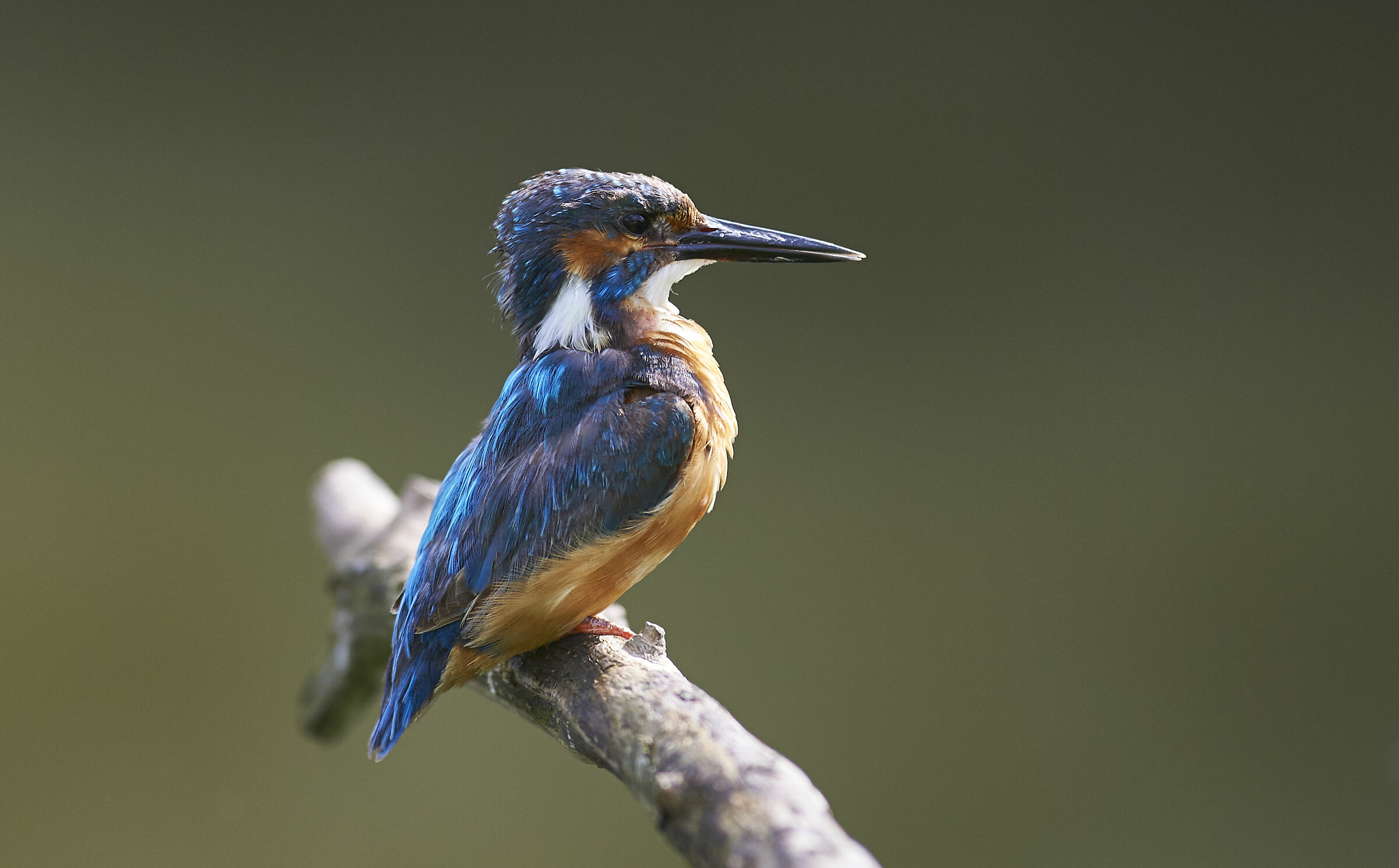 Kingfisher