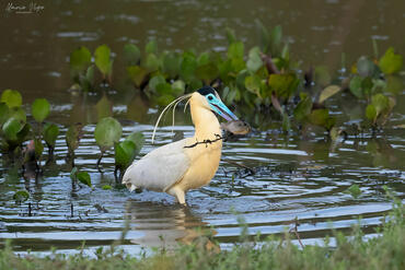 Pilherodius pileatus