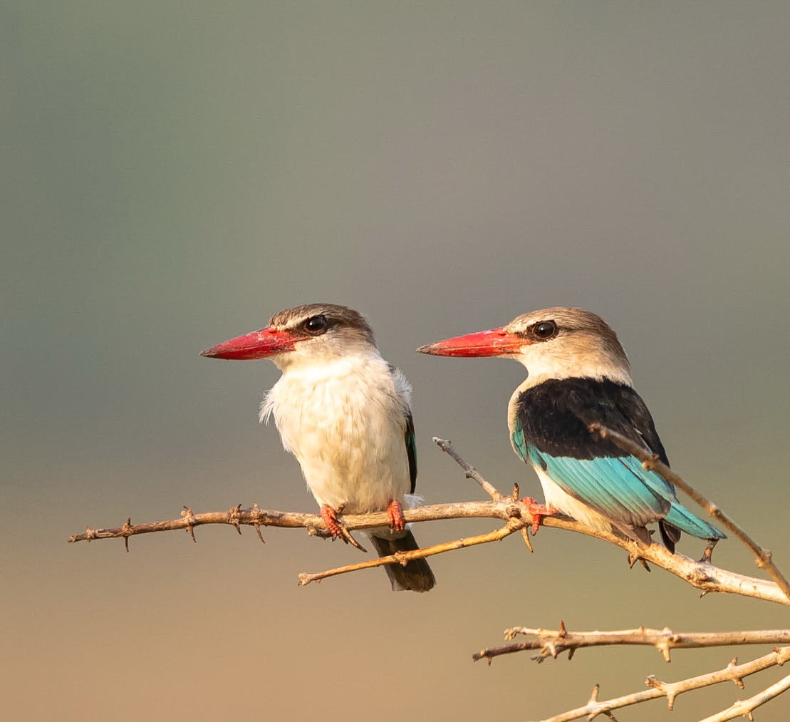 Brown-hooded Kingfisher