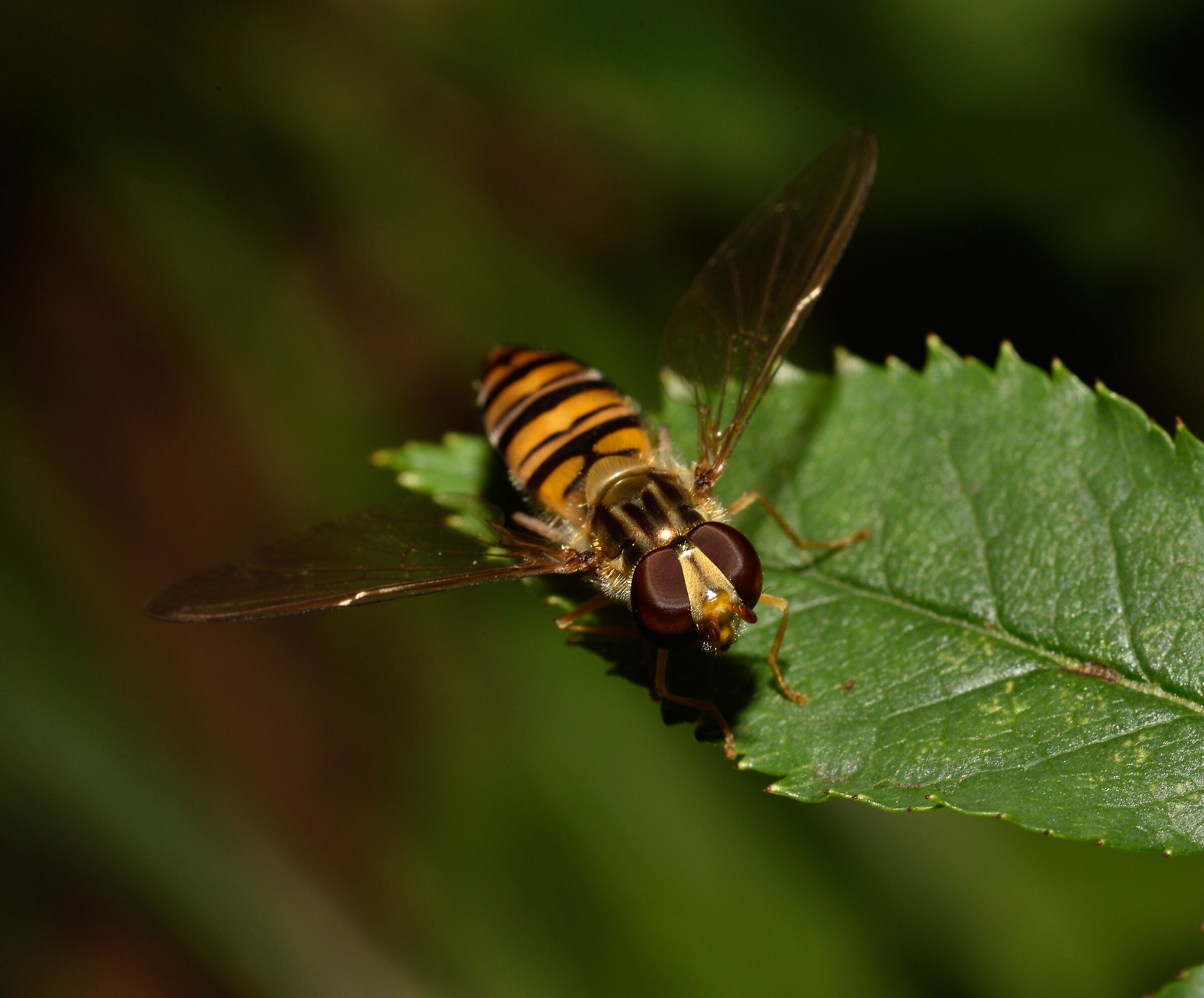 L'occhio della Sirfide