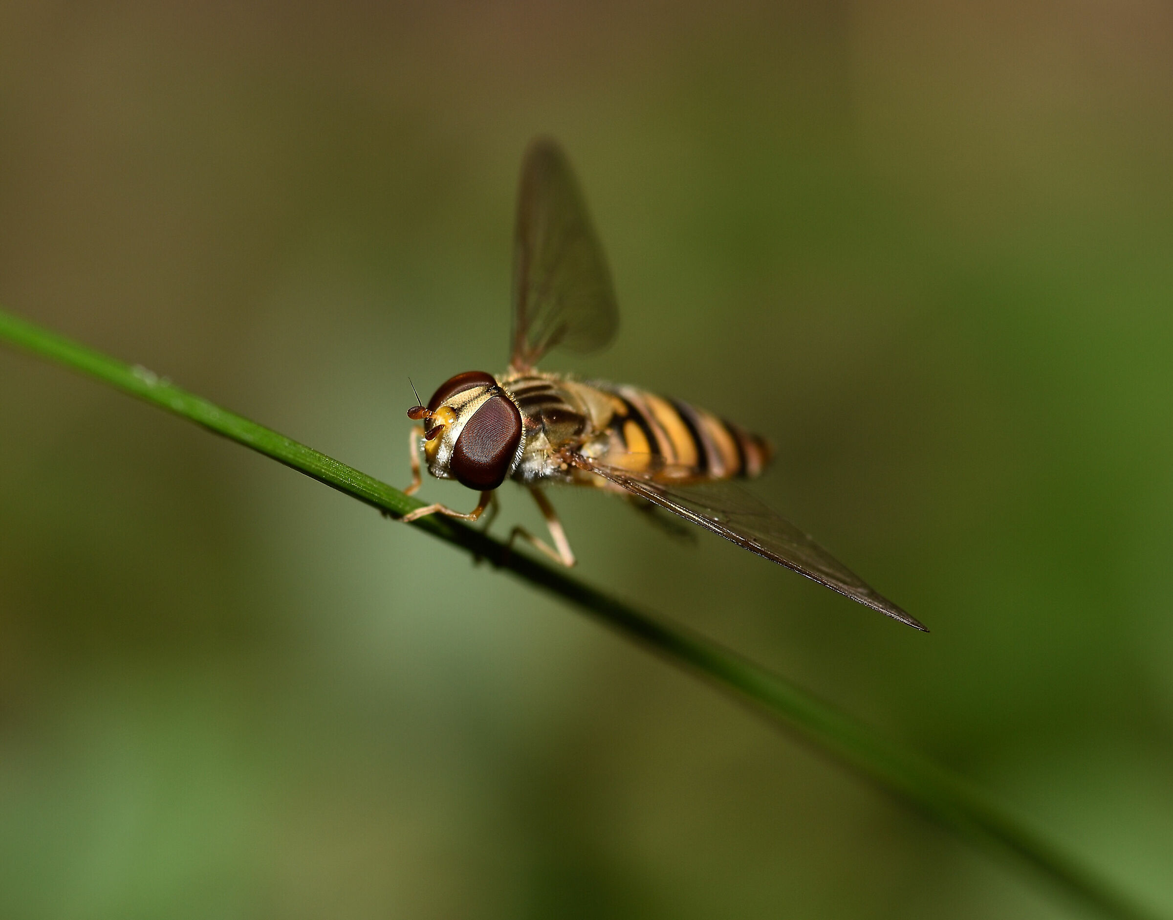 L'occhio della Sirfide 2