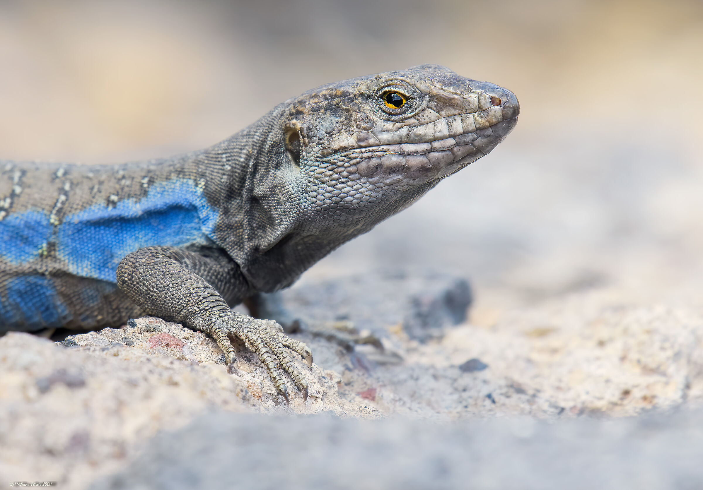 Tenerife lizard (Gallotia roosters) male