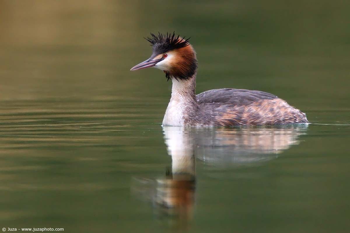 Podiceps cristatus (Svasso), 004491