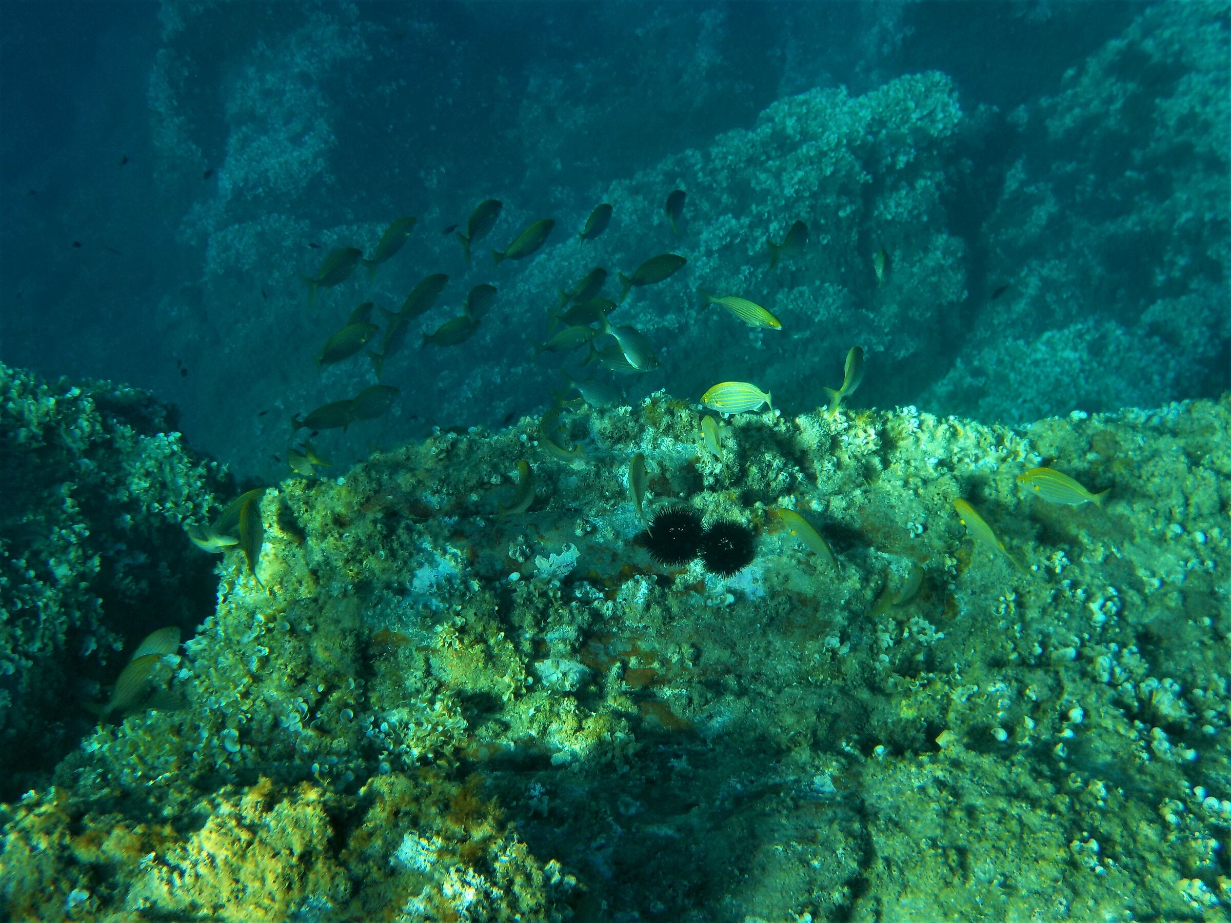 panorama sott'acqua..