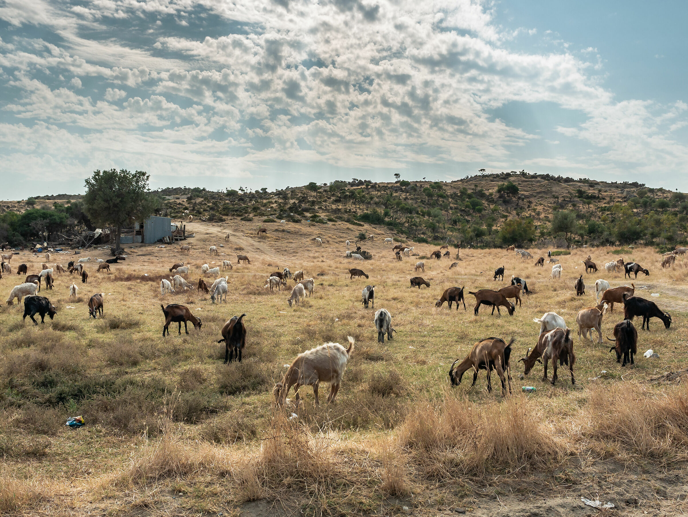 Goats - Sithonia Calcidica - Greece