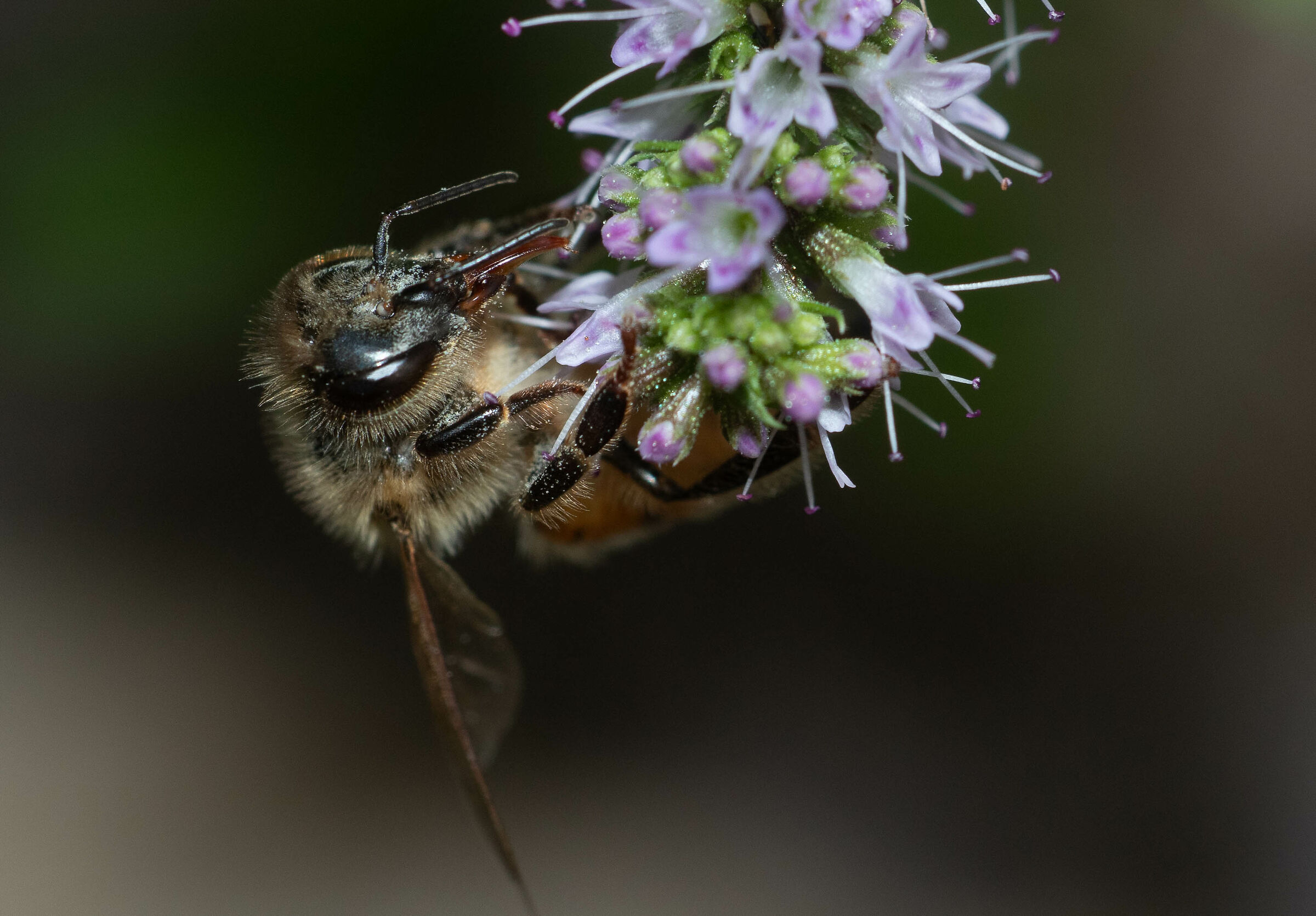 very useful bee on mint flower 26/08/2020