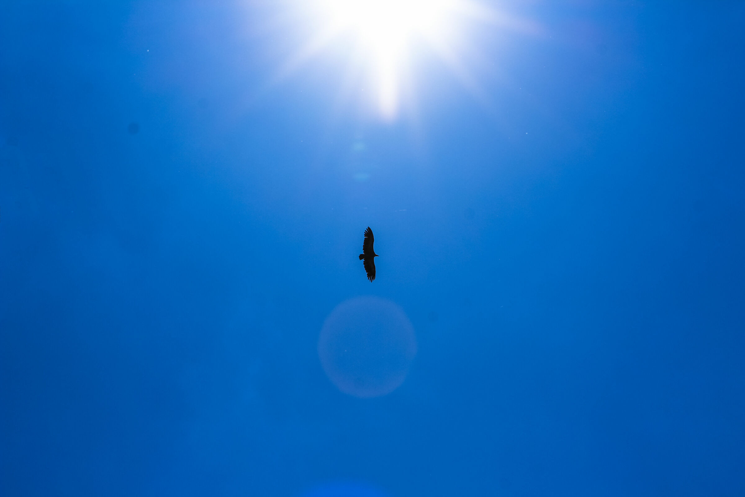 Eagle along the Ruta de Los Pueblos Blancos
