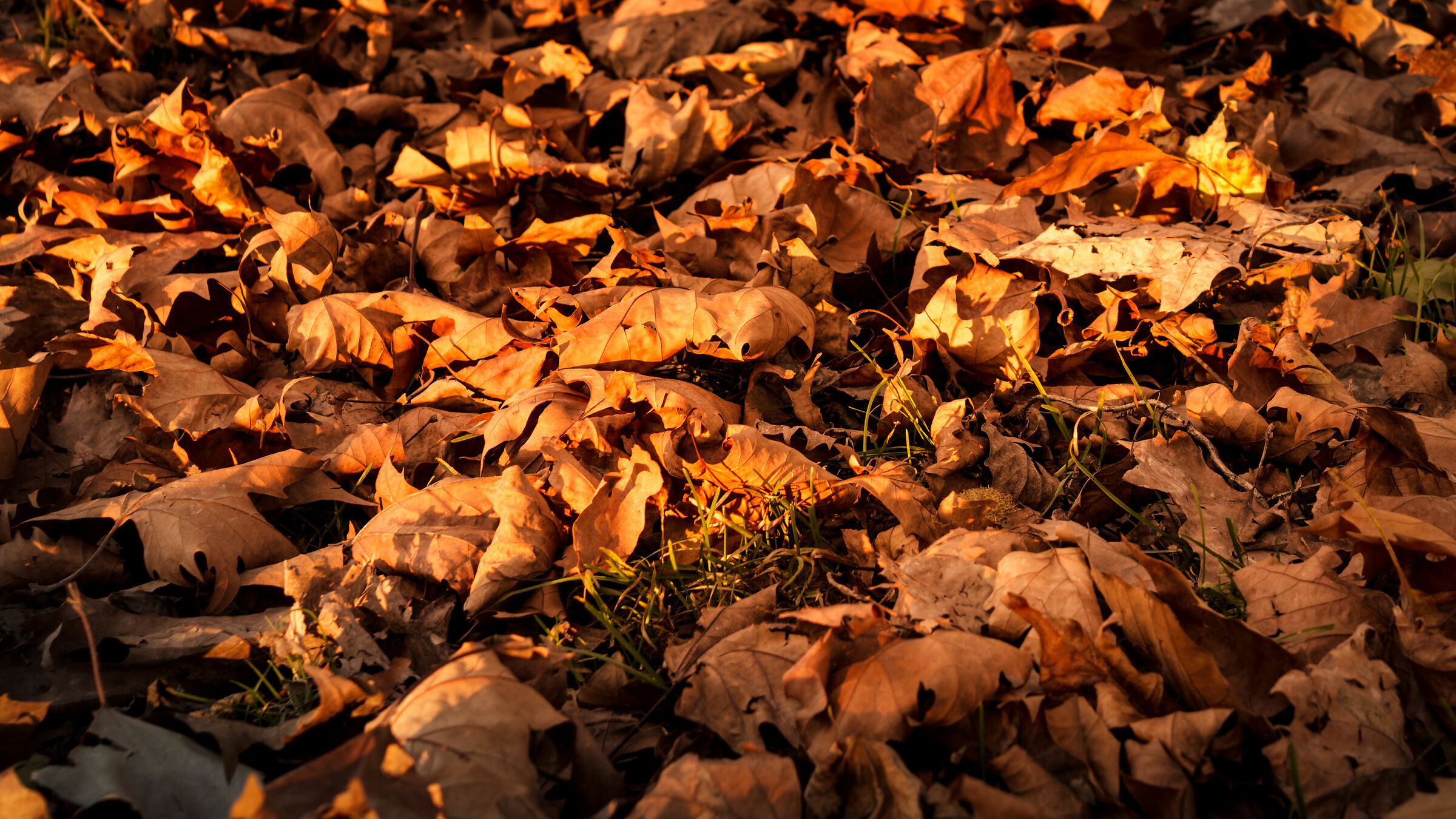 In Autumn the leaves fall...