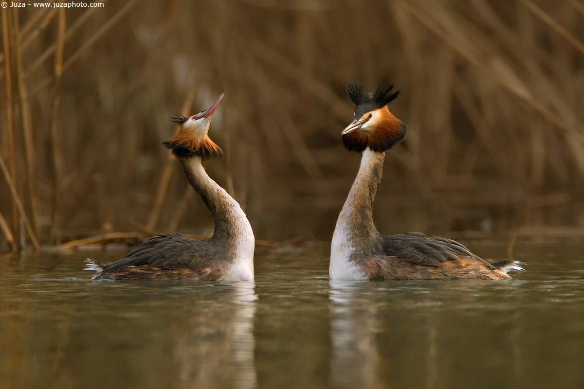 Podiceps cristatus (Svasso), 004679