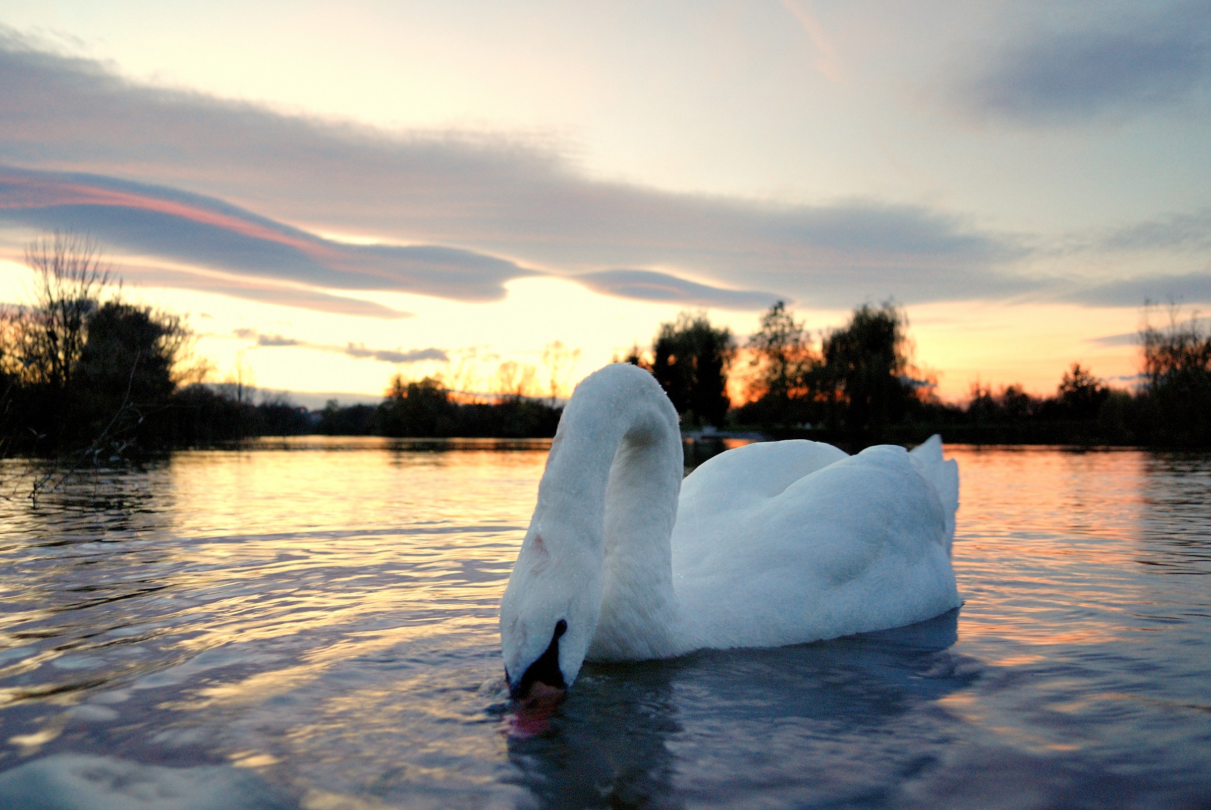 sunset swan.