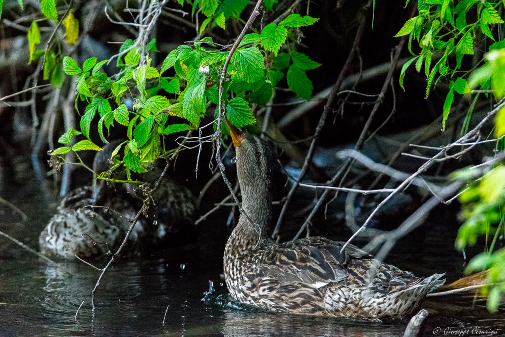 Germano Reale mangia