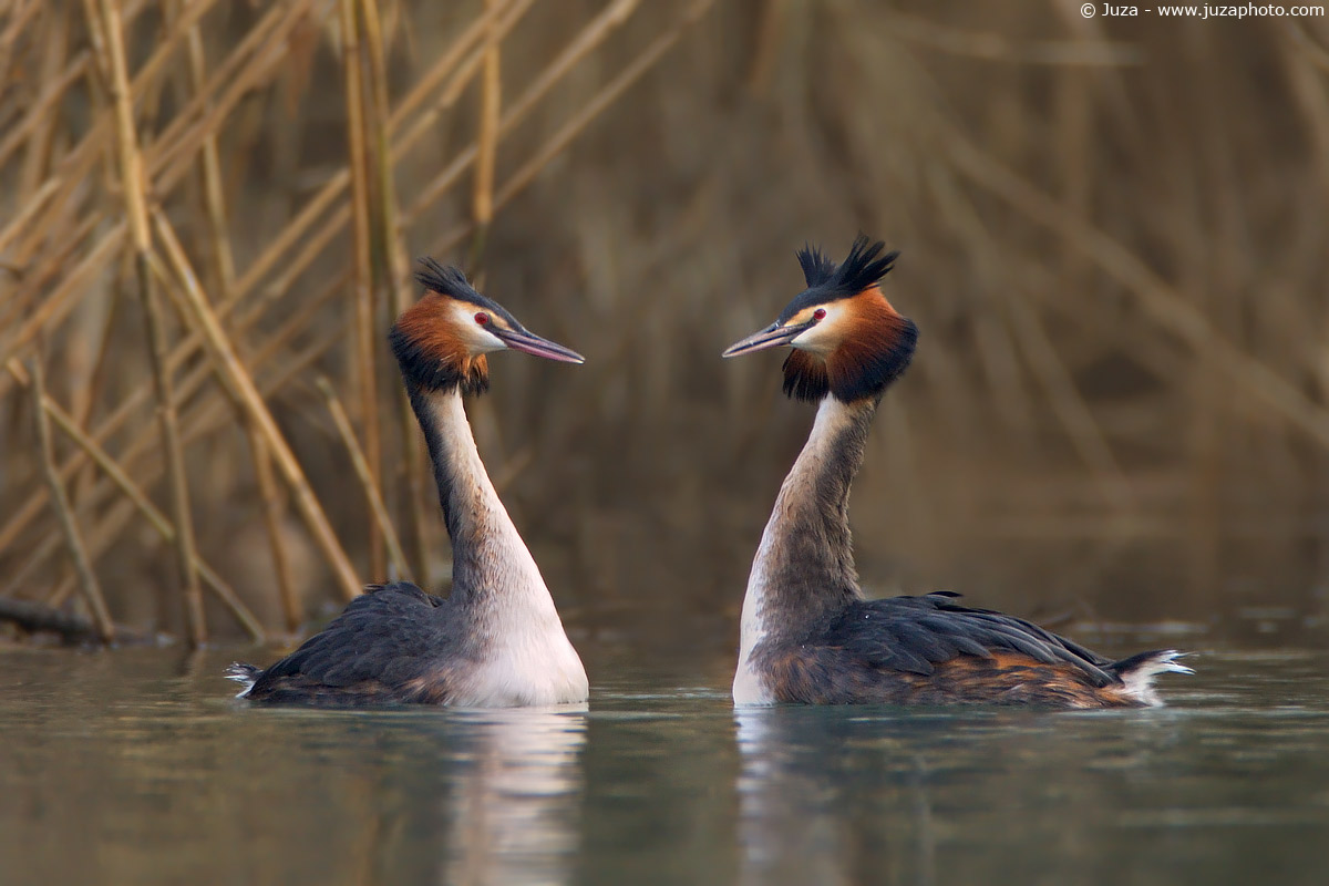 Podiceps cristatus (Svasso), 004683