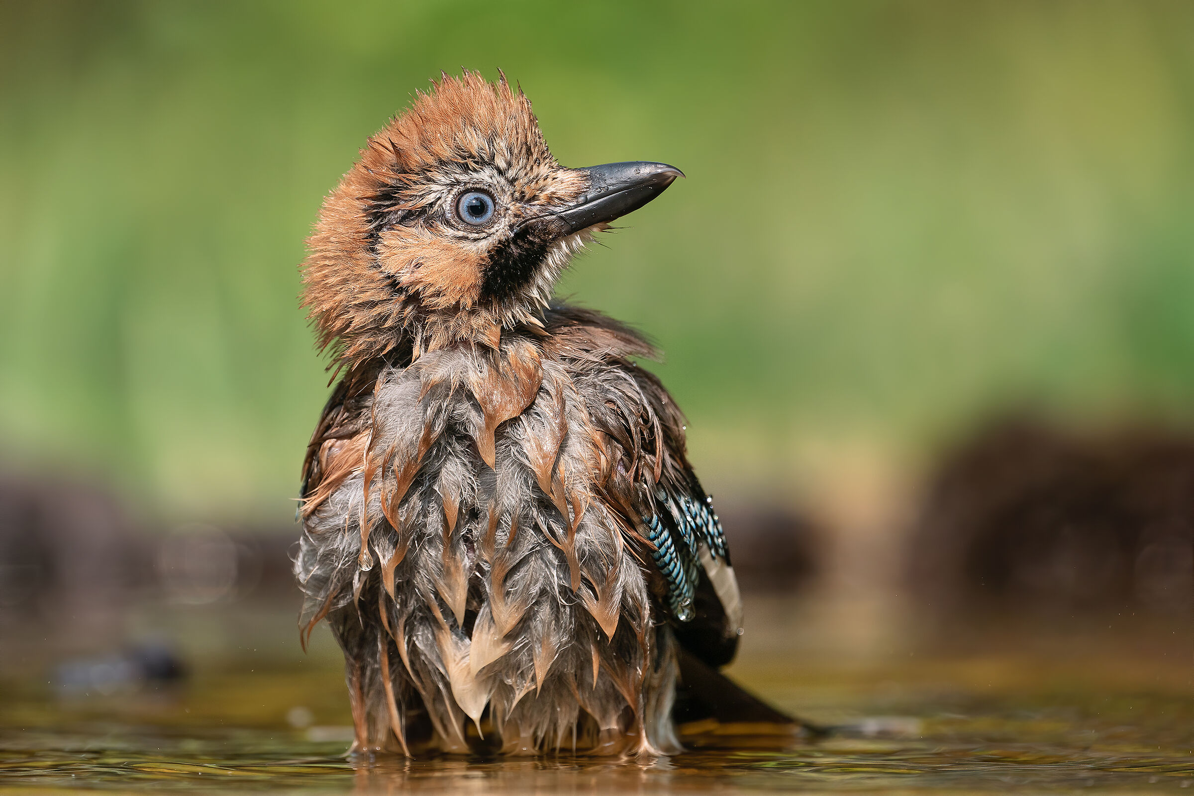 "punk" jay after bath