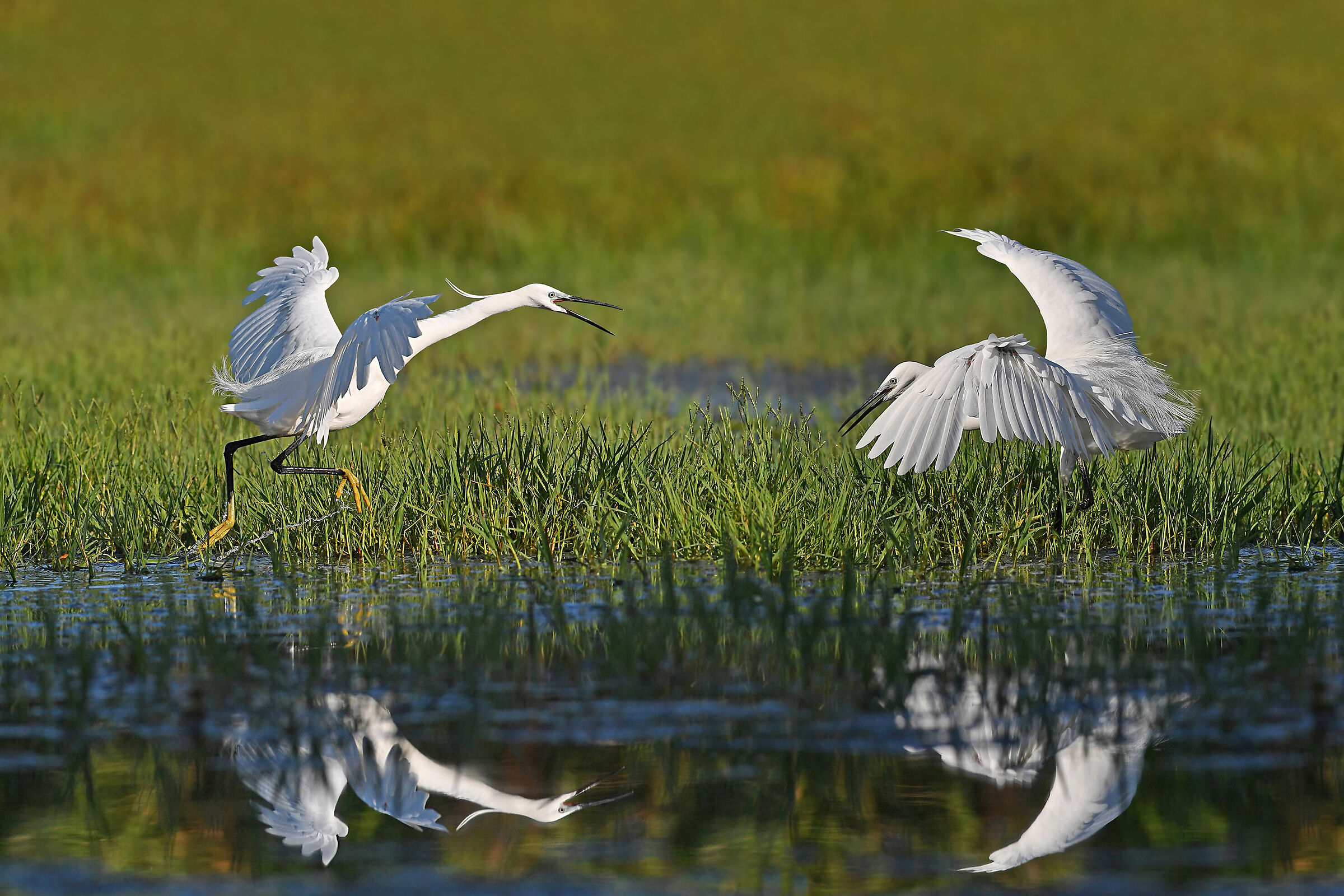 Storie di piume   3   ( Garzetta )