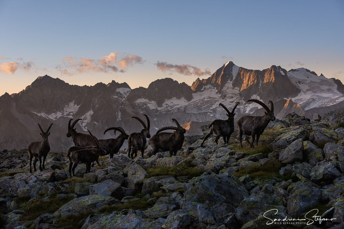 Il giorno che verrà - Stambecchi all'alba