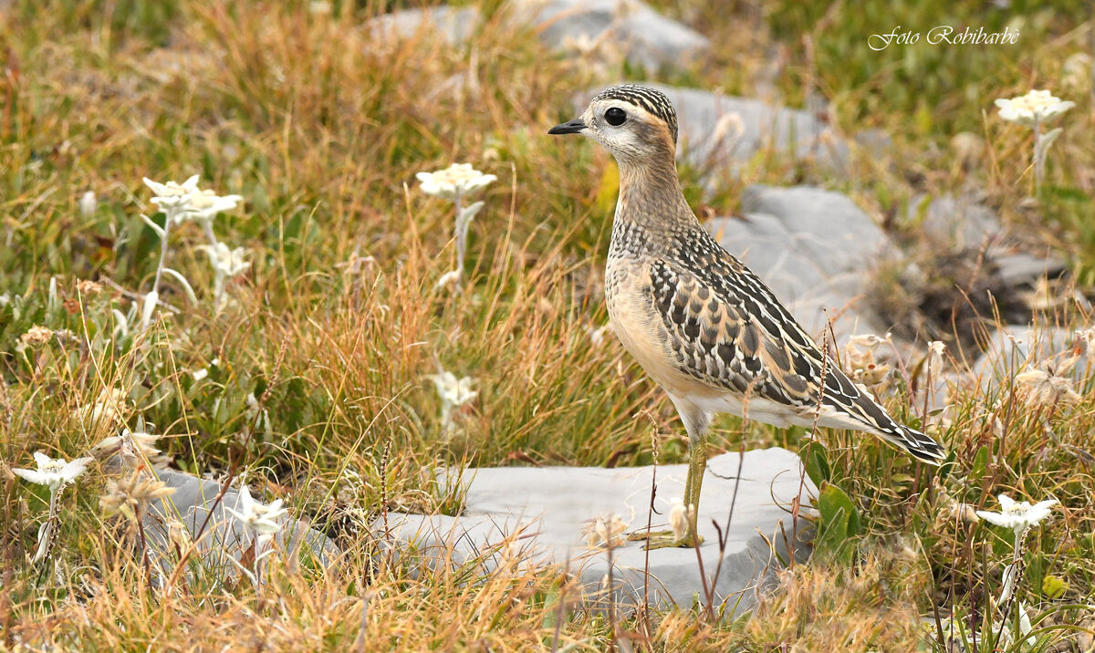 Beato tra le stelle...