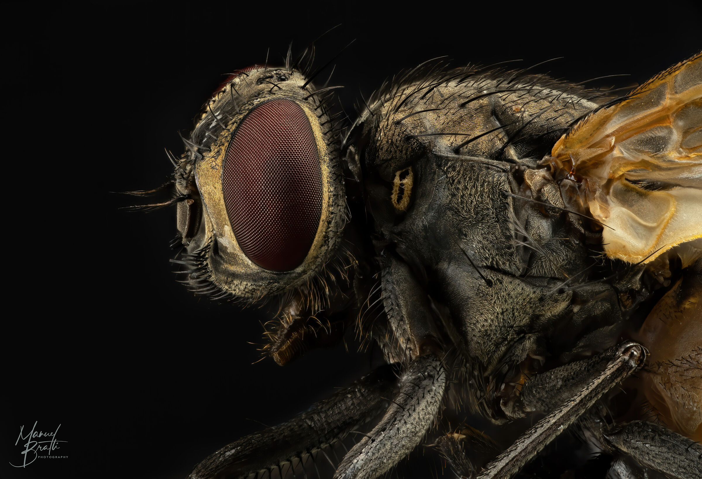 Musca domestica