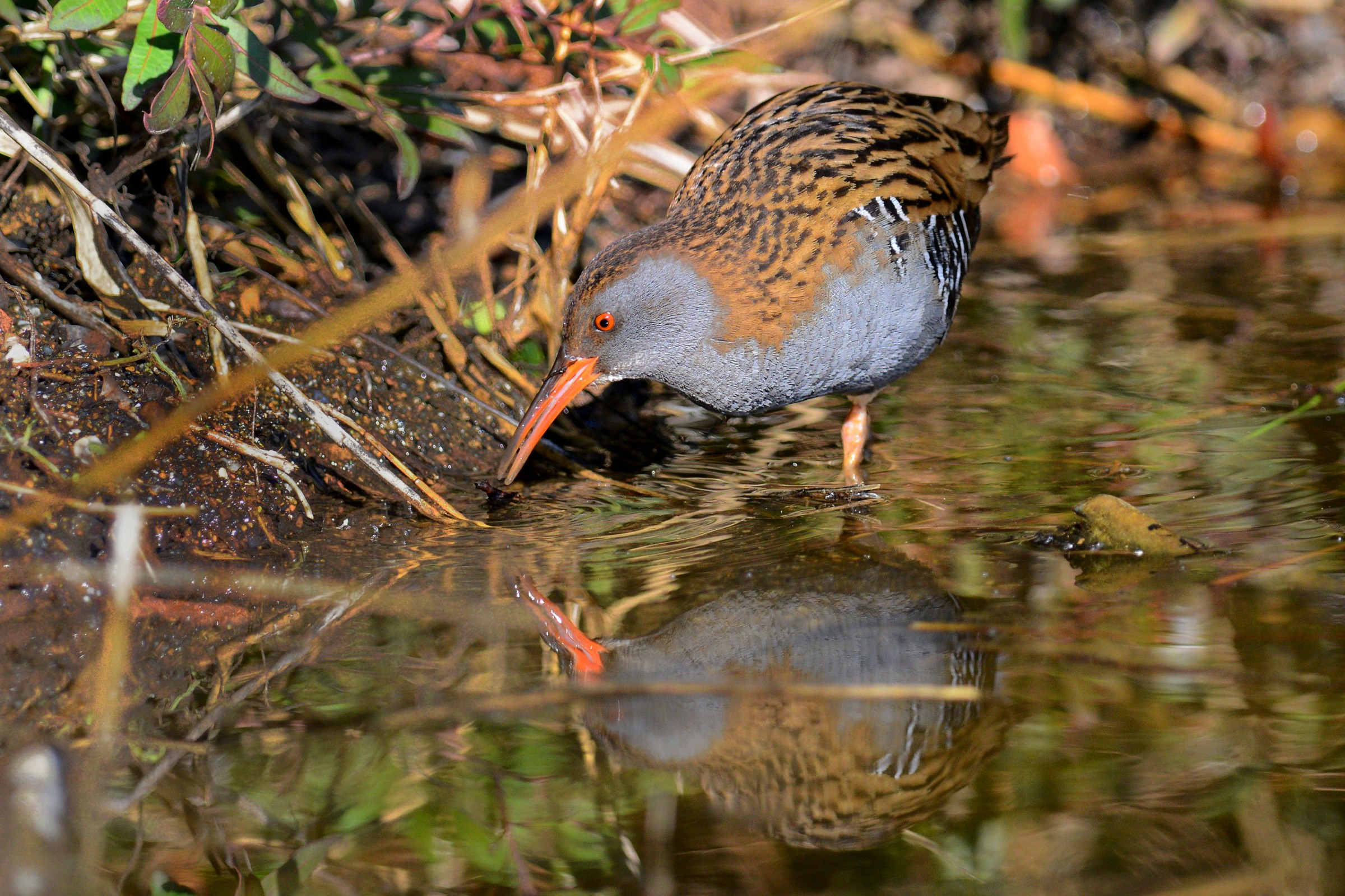 the stealthy porciglione
